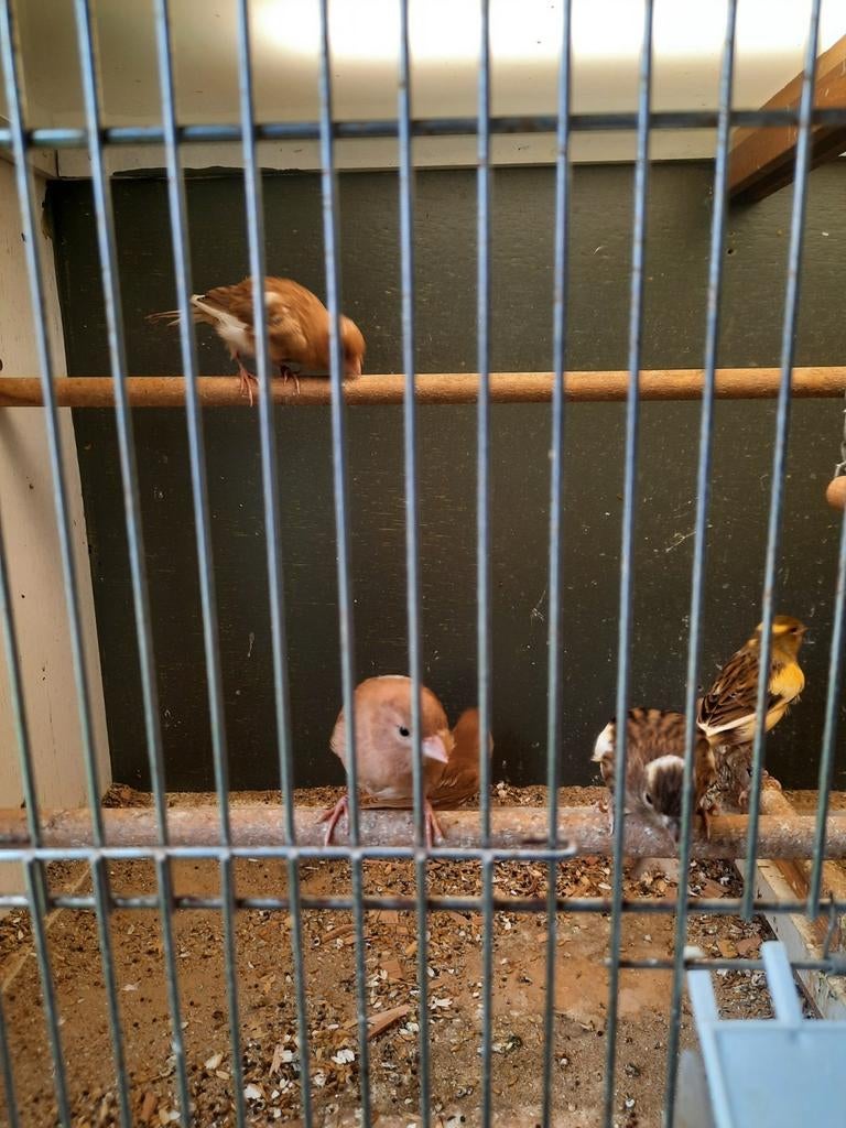 Te koop kanaries 2026, Dieren en Toebehoren, Vogels | Kanaries, Meerdere dieren, Kleurkanarie