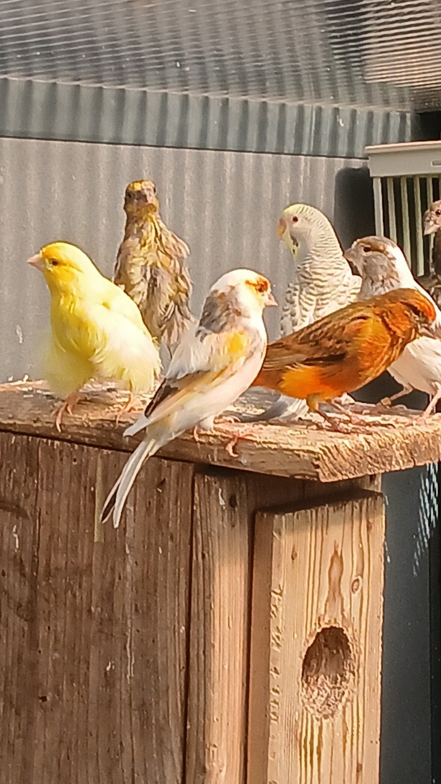 te koop kanarie s stuk of 15, Dieren en Toebehoren