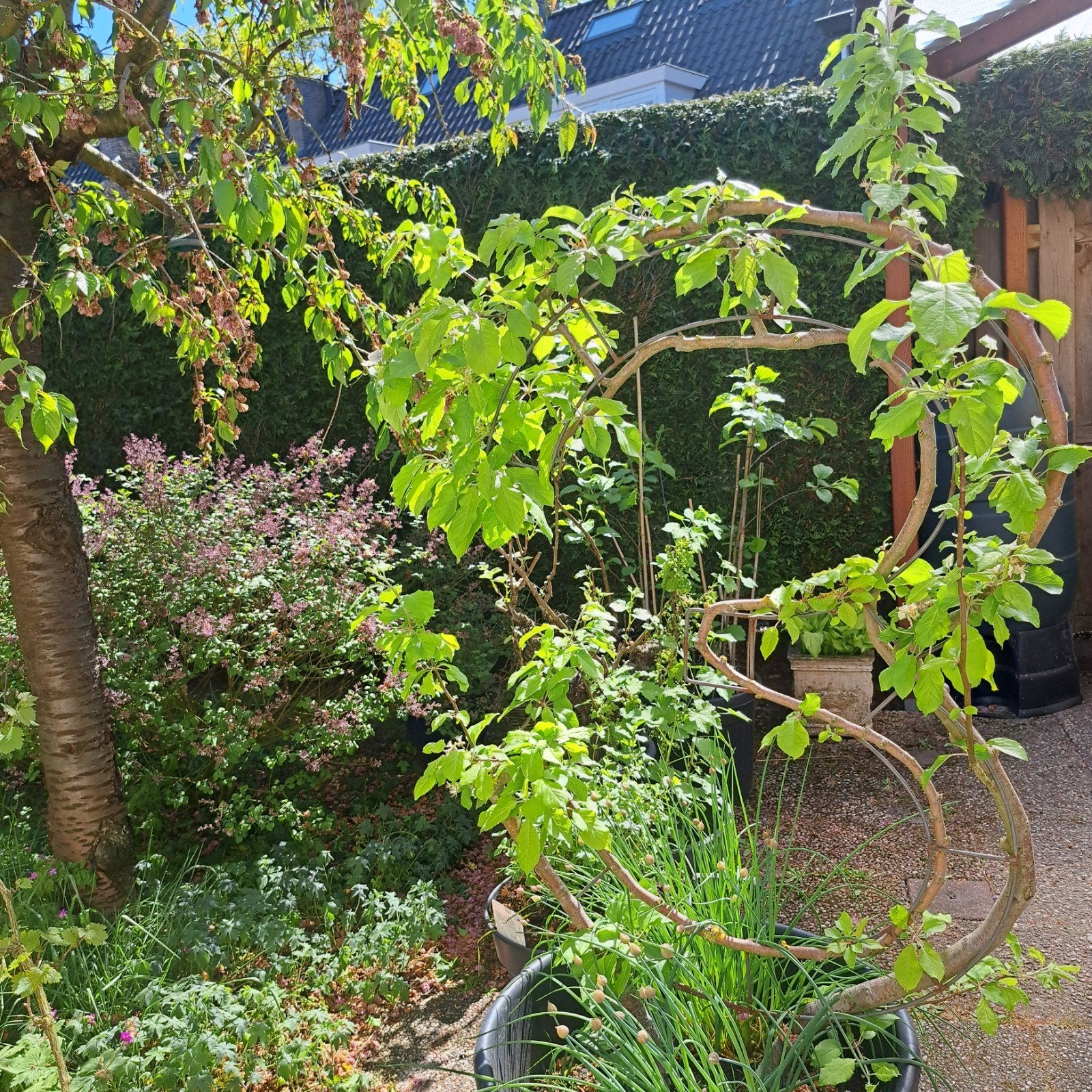 Appelboom Elstar no 3, Ophalen, 100 tot 250 cm, Appelboom, Lente