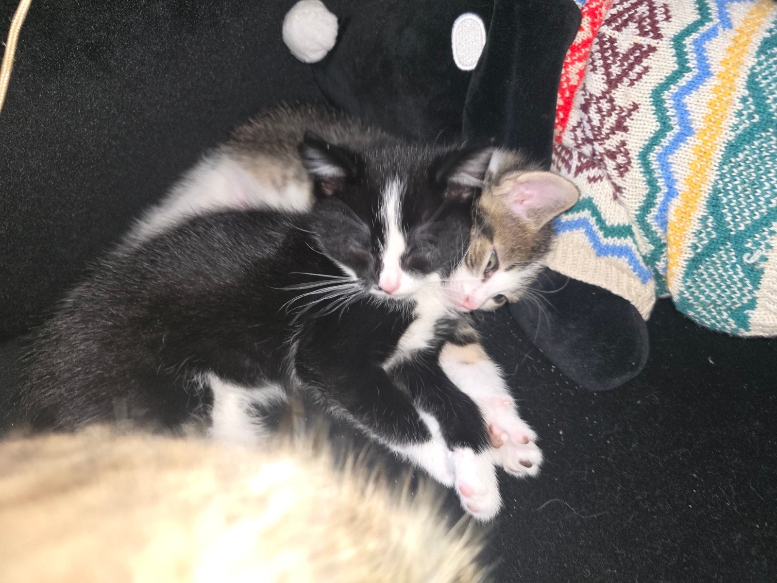 nog 1snoezenpoes Felix (katertje zwart/wit), Meerdere dieren, Kortharig, 0 tot 2 jaar