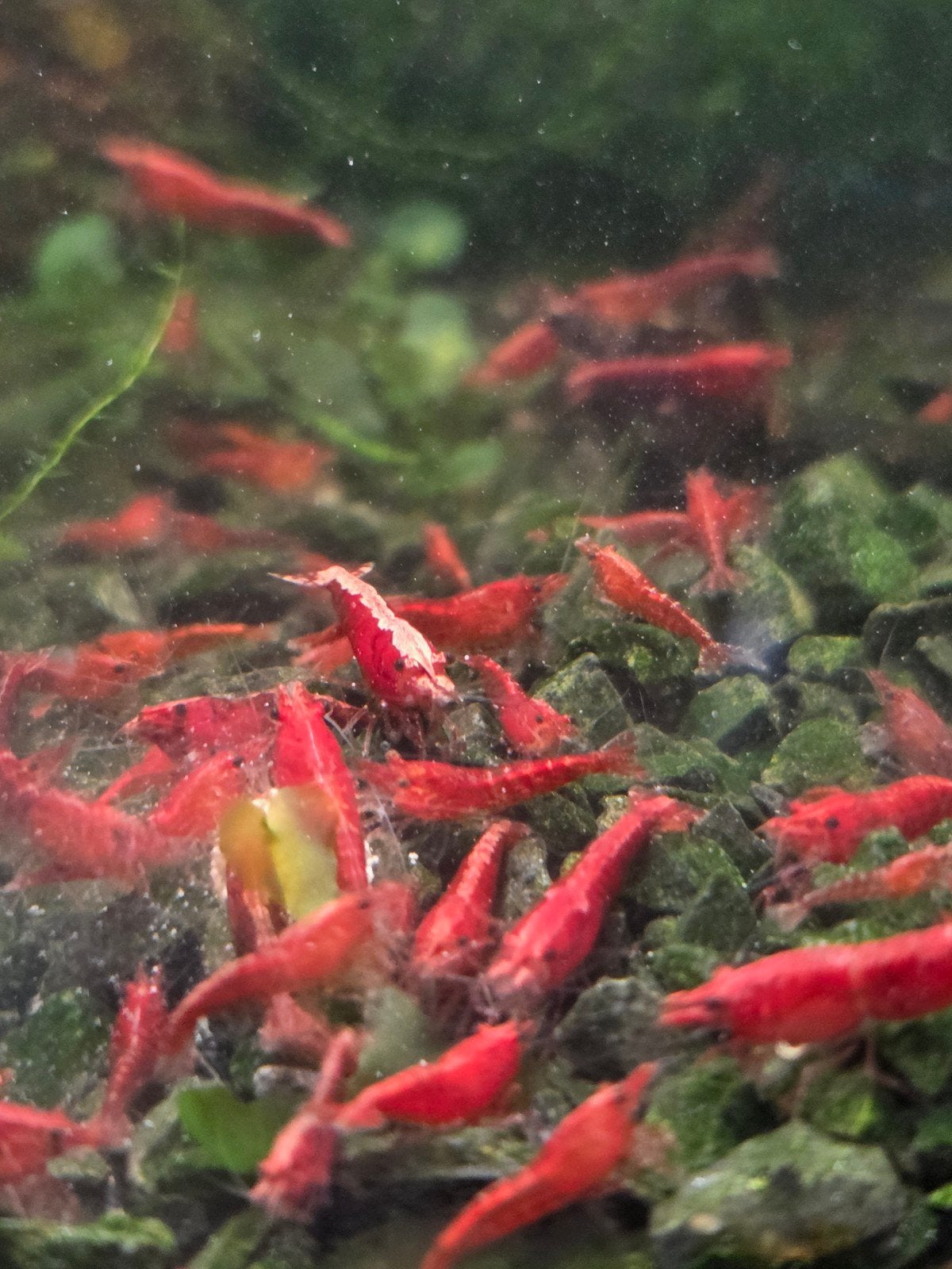 Neocaridina Red Sakura Garnalen, Dieren en Toebehoren, Kreeft, Krab of Garnaal, Zoetwatervis, Schoolvis