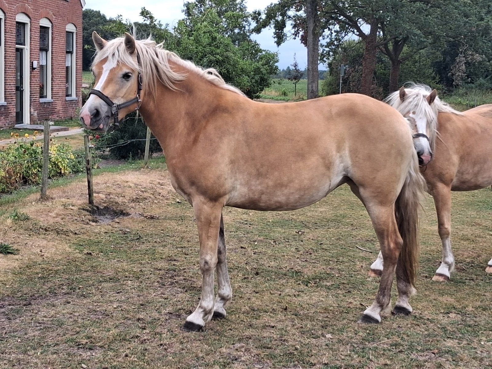 Mooie 3 jarige haflinger merrie, Met stamboom, 3 tot 6 jaar, Onbeleerd, Merrie