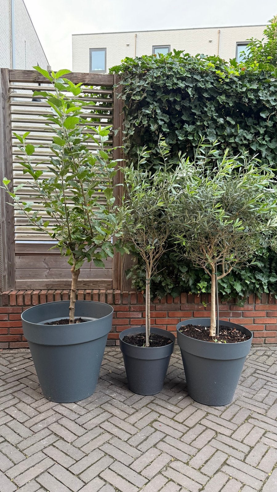 2x olijfbomen en 1x appelboom in 3x Elho pot, Ophalen, Volle zon, Vaste plant, Fruitplanten