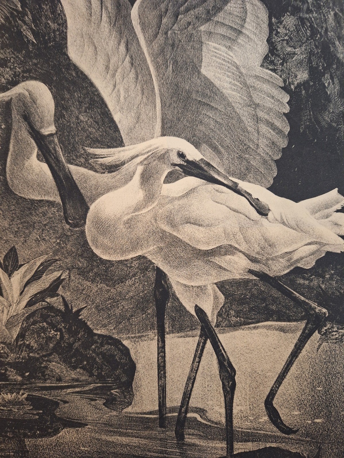 Lithografie 'Lepelaars' door A.J. van 't Hoff, Antiek en Kunst, Ophalen of Verzenden, Dieren en Natuur, Lithografie
