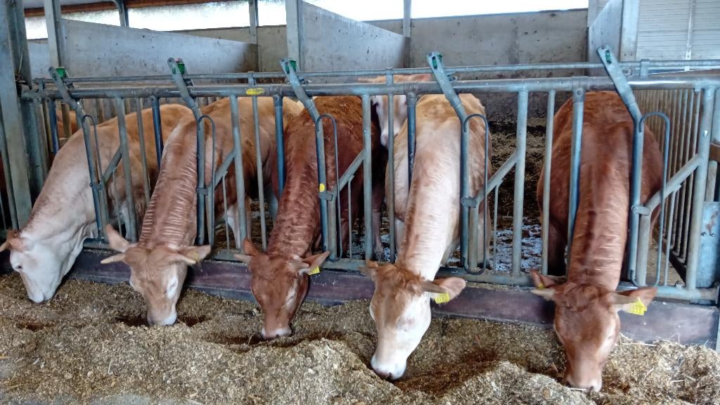 tekoop luxe blonde en limousine pinken, Dieren en Toebehoren, Vrouwelijk