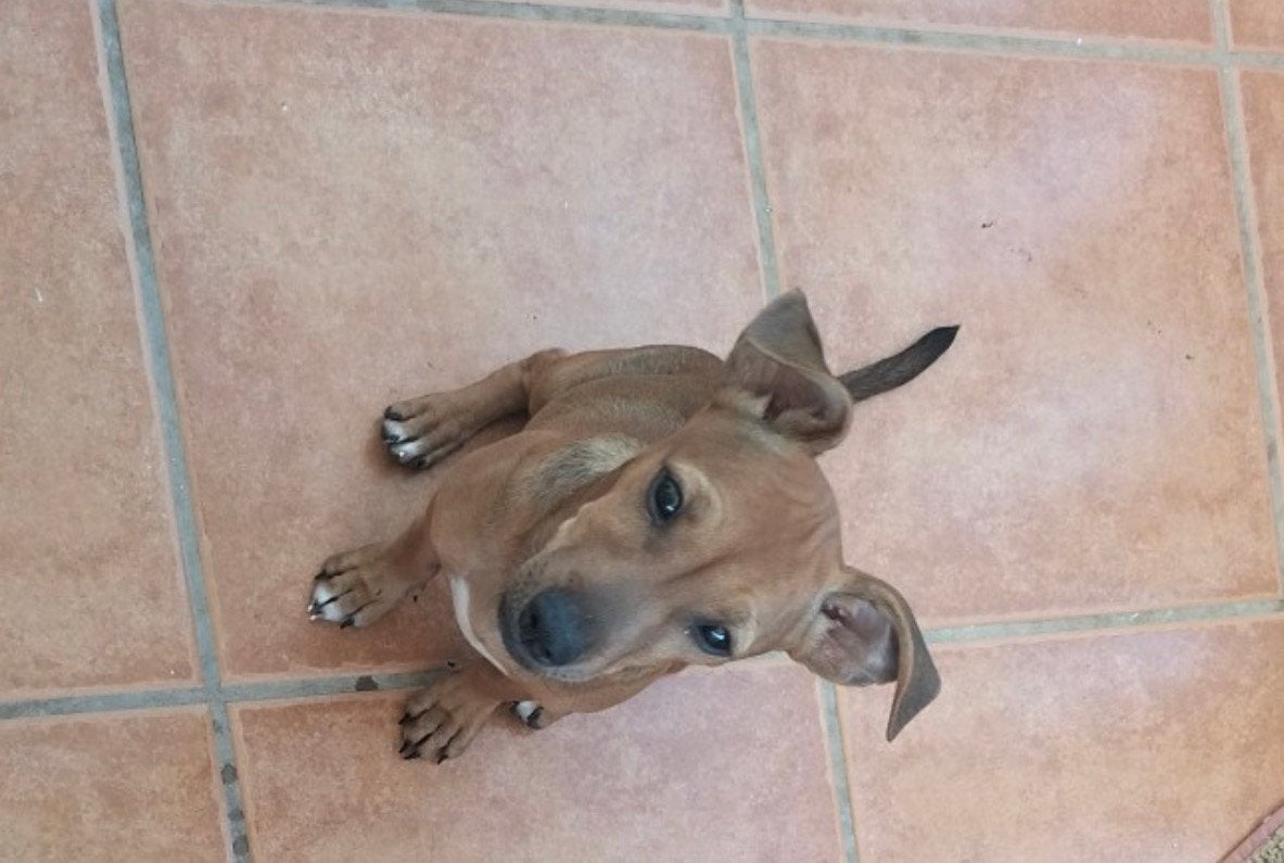 Dwerg pincher pup, Dieren en Toebehoren, Juni, Vrouwelijk