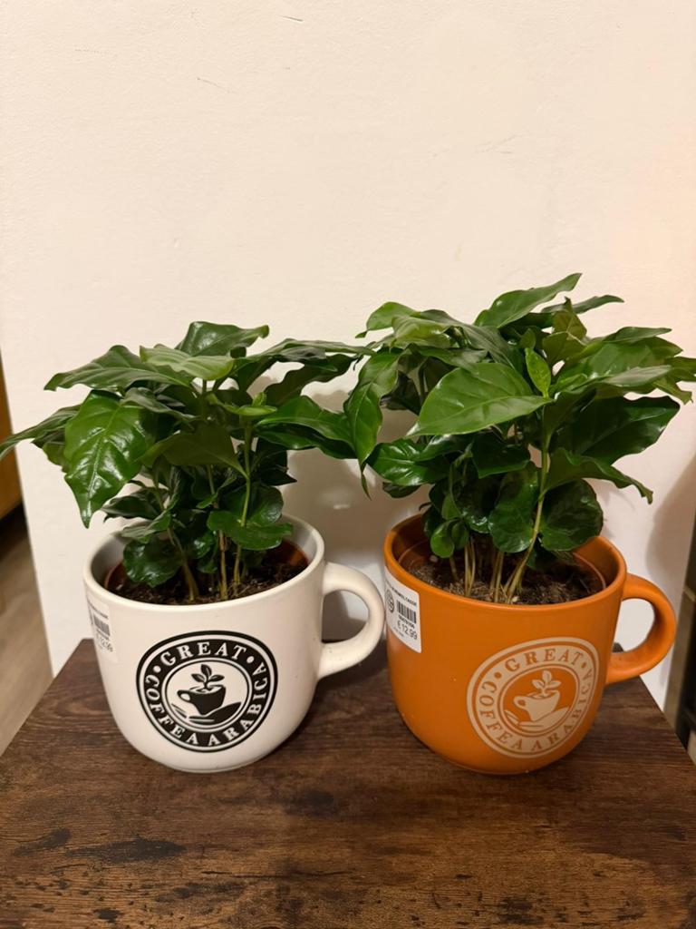Planten, Ophalen, Overige soorten, Halfschaduw, In pot