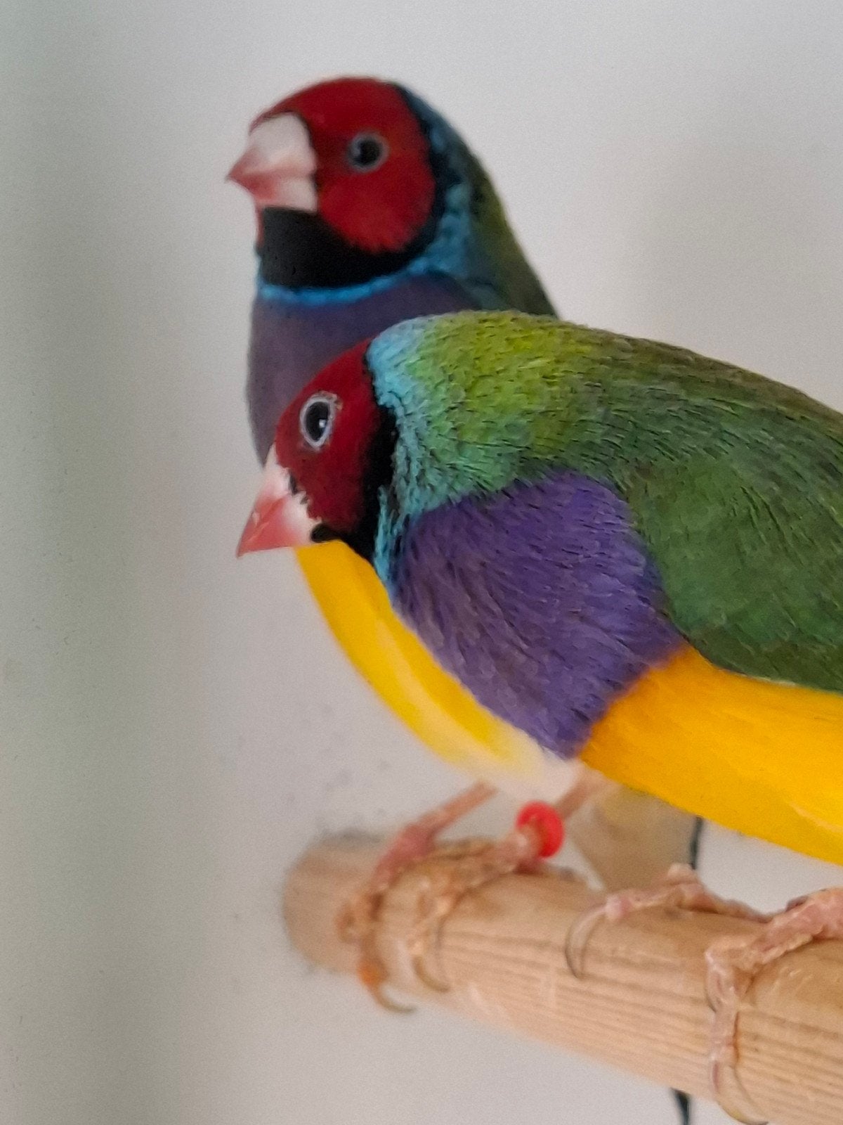 2 gouldamadines., Mannelijk, Tropenvogel, Geringd