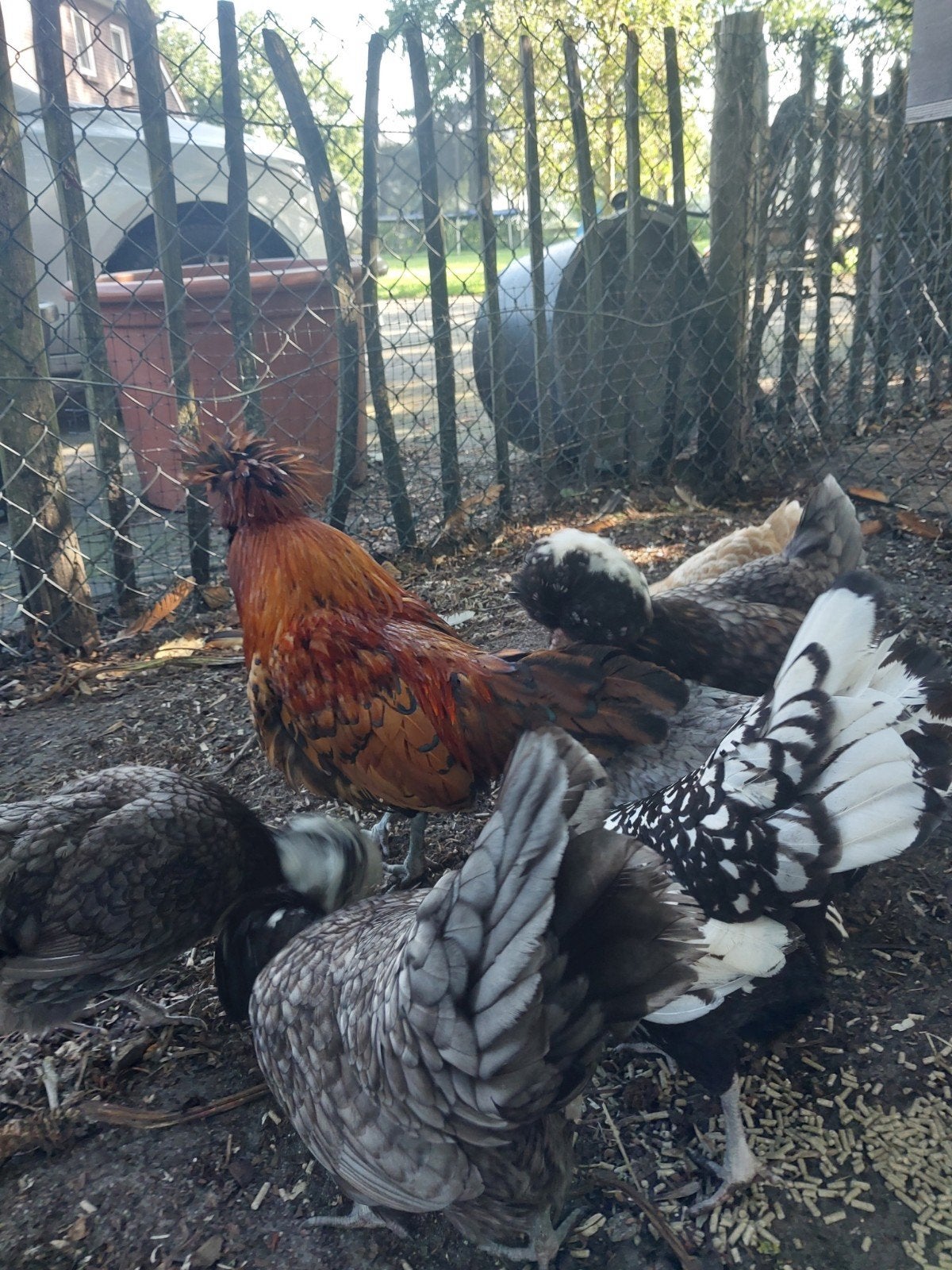 Toom kuifhoen (padua)  kuifhoender kippen, Dieren en Toebehoren