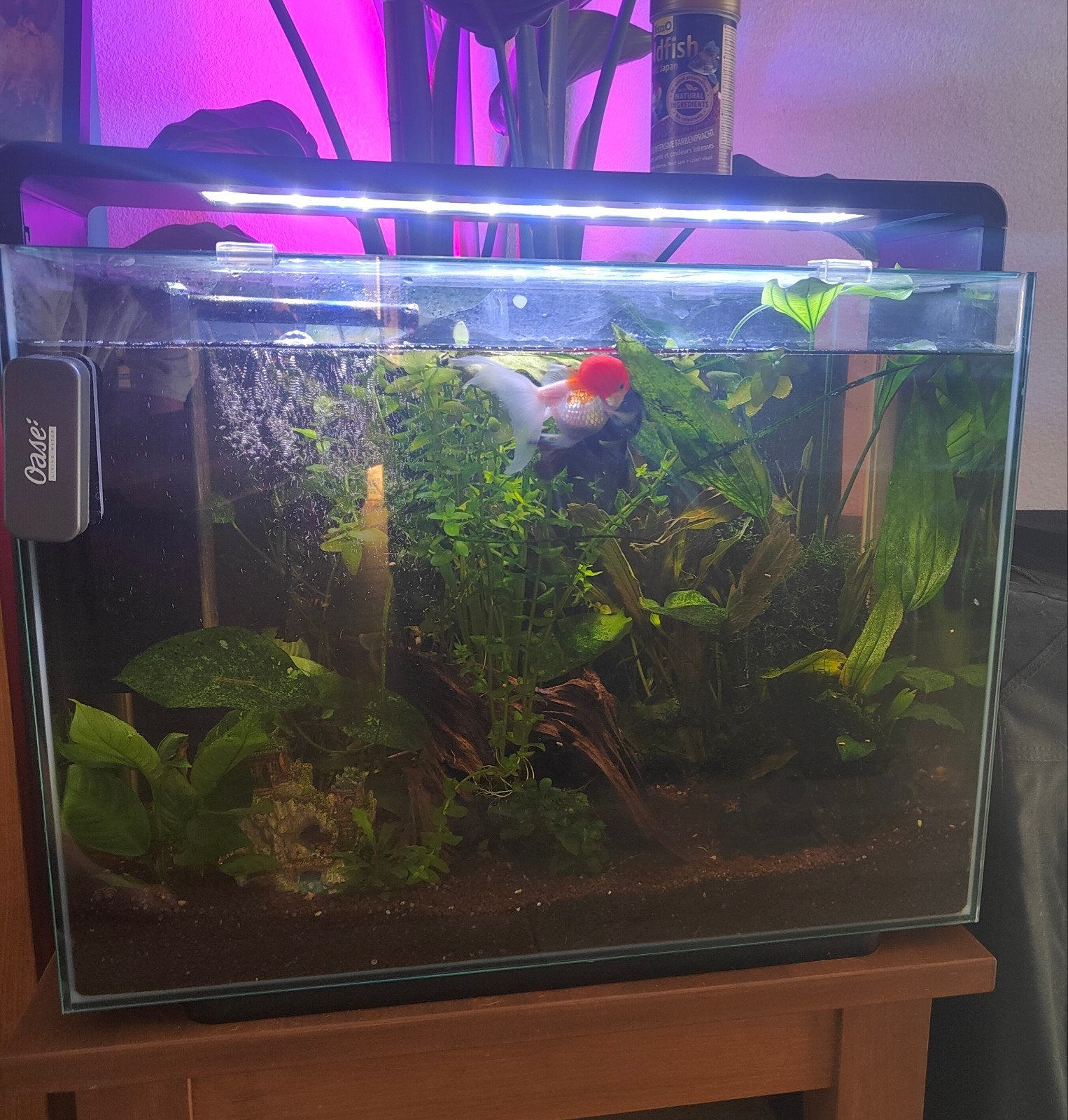 Aquarium gevuld, Dieren en Toebehoren, Vissen | Aquaria en Toebehoren, Ophalen, Inclusief vissen, Superfish, Gevuld zoetwateraquarium