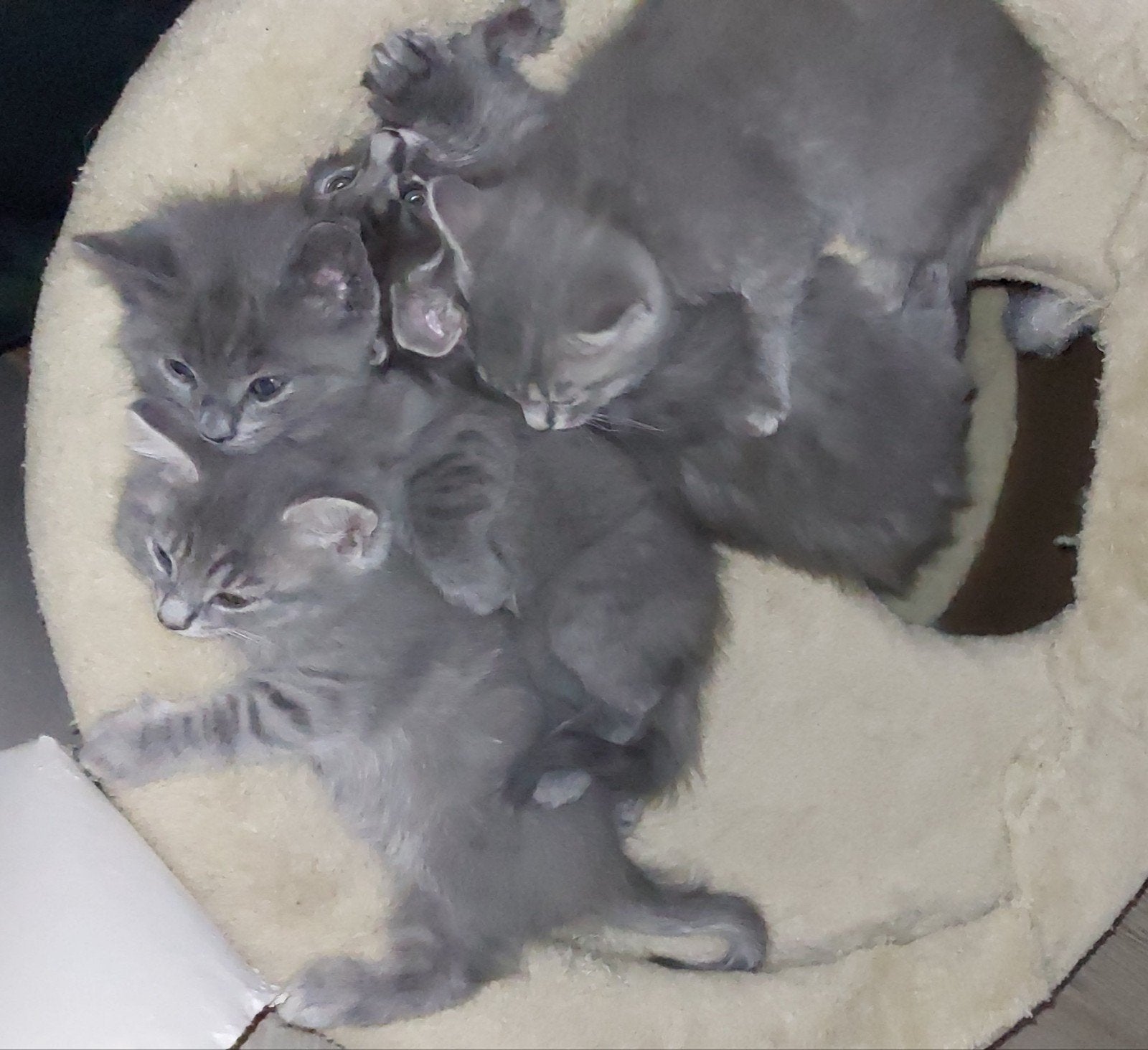 4 prachtige britse korthaar kittens, Meerdere dieren
