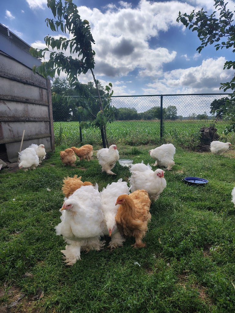 Cochin groothoender wit en buff, Dieren en Toebehoren, Pluimvee, Meerdere dieren, Kip