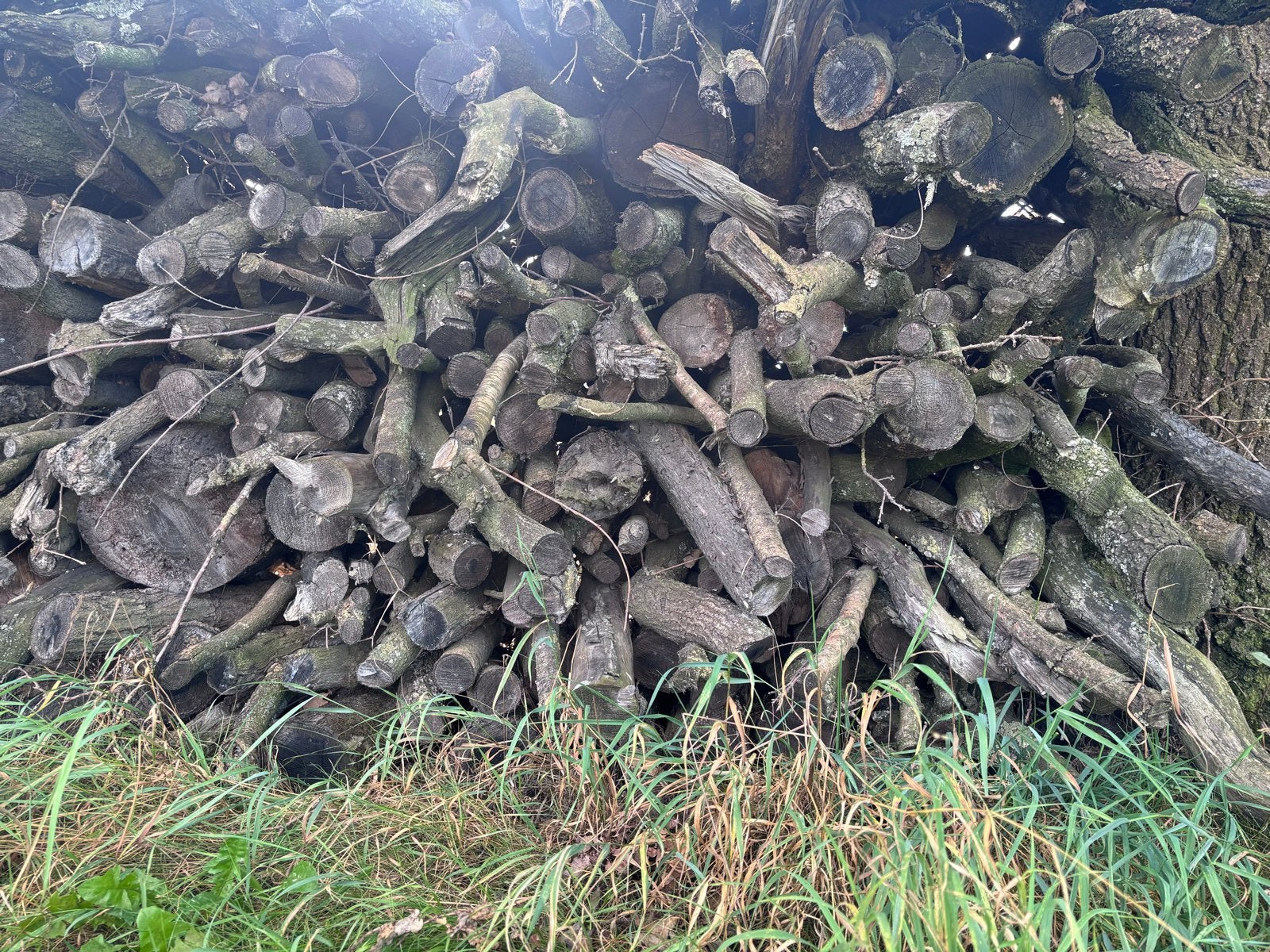 Eikenhout,Stammen,kachelhout,haardhout,stookhout, 6 m³ of meer, Ophalen, Eikenhout, Takken