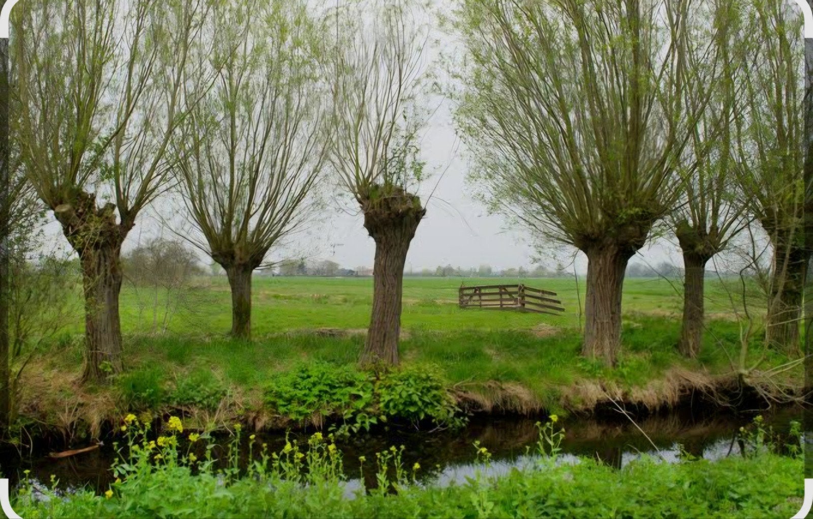 Gevraagd gratis wilgentakken en fruitbomen takken, Ophalen
