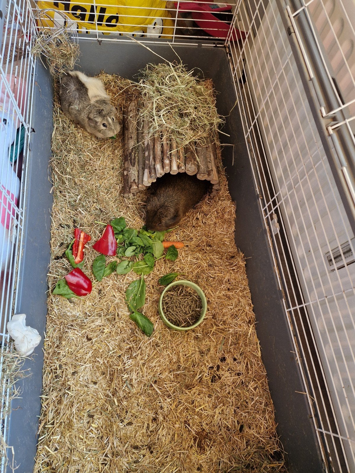 kleinschalige permanente opvang voor cavias, Januari, Vrouwelijk, Cavia