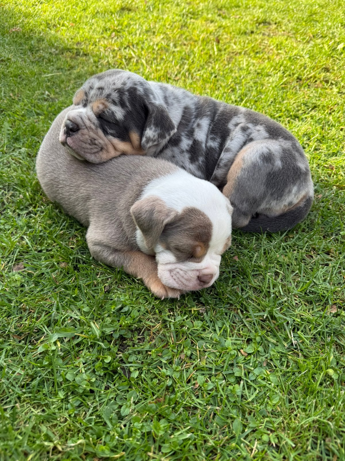 Nog 2 pups! Old English bulldog pups, CDV (hondenziekte), 8 tot 15 weken, Bulldog, Meerdere
