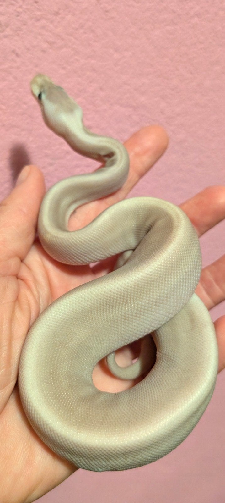 0.1 Ballpython Black Pastel Cinnamon Pastel 8 ball Ball Python - female for sale from Janet