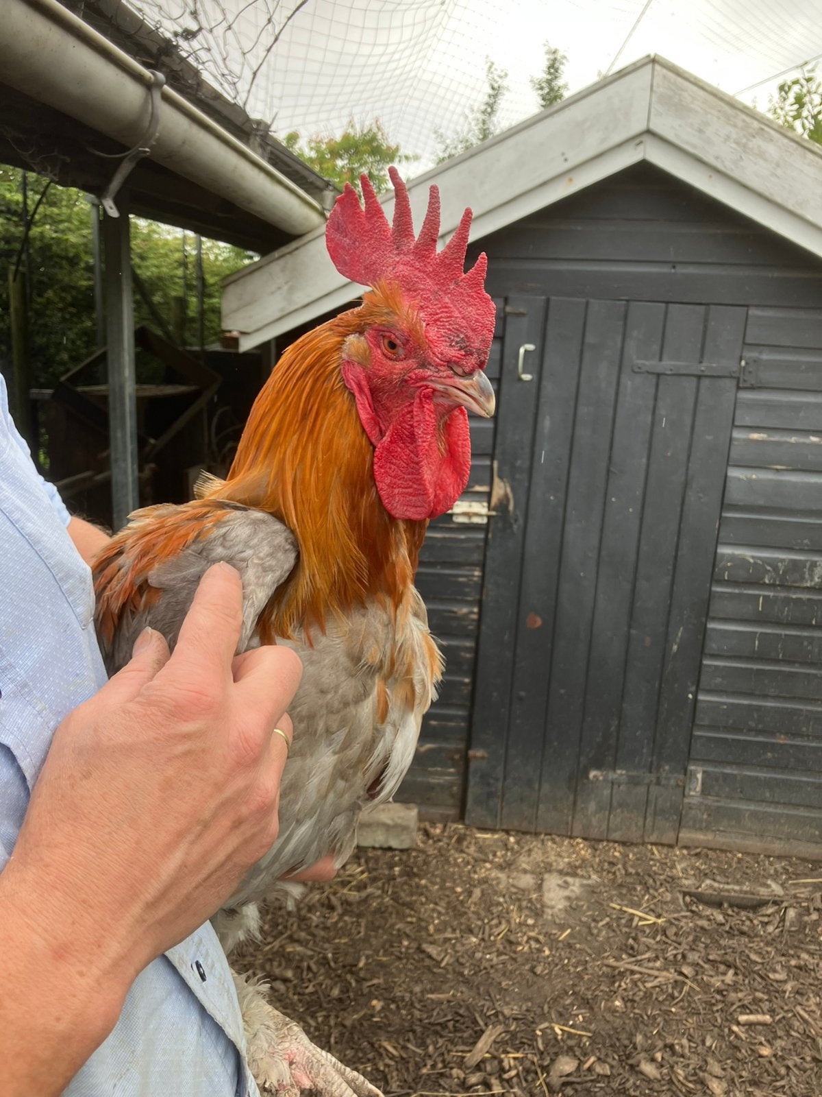 Prachtige blauw koperhalzige marans haan, Dieren en Toebehoren, Mannelijk, Kip