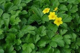 waldsteinia ternata goudaardbei, bodembedekker P9 planten, Tuin en Terras, Bodembedekkers, Vaste plant, Ophalen of Verzenden, Halfschaduw