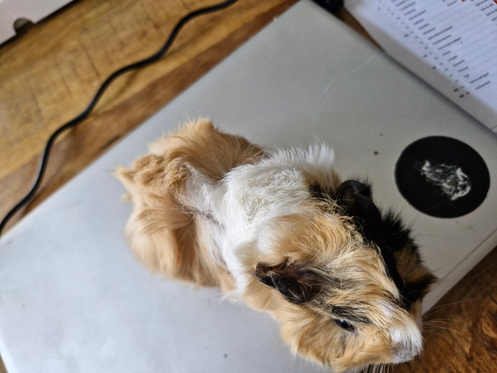 Caviabeertjes, Cavia, Mannelijk, Mei, Tam