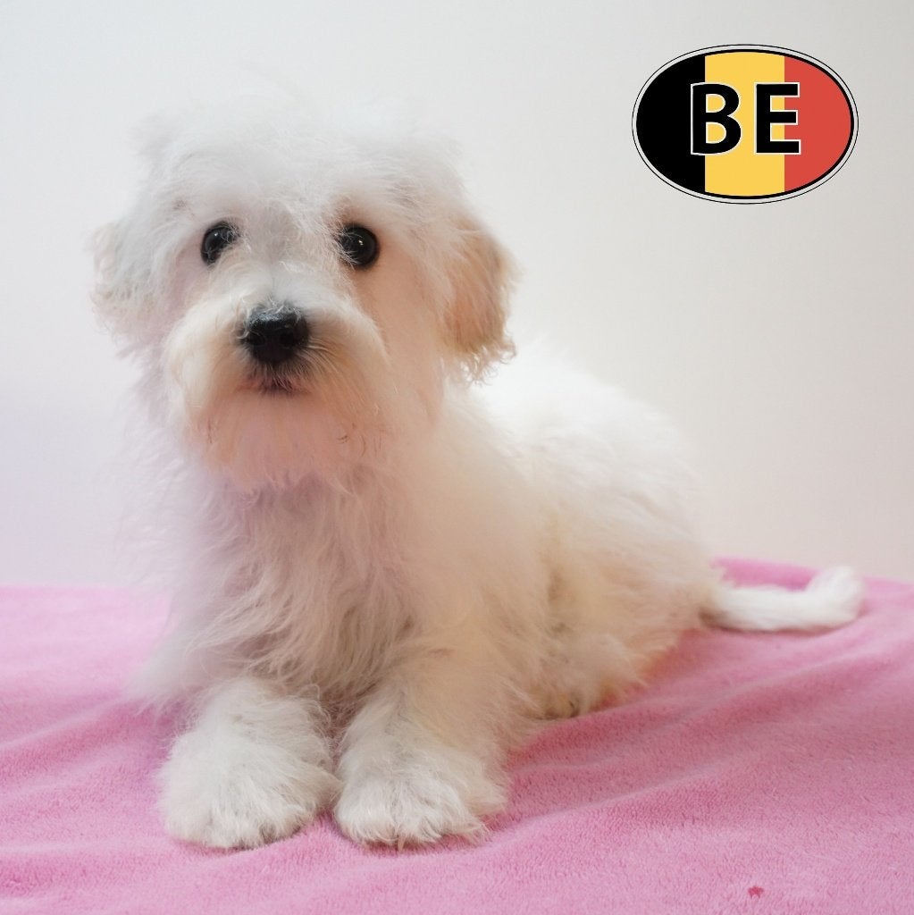 Schnoodle (Poedel X Schnauzer) teefjes te koop, Parvo, België, 15 weken tot 1 jaar, Handelaar