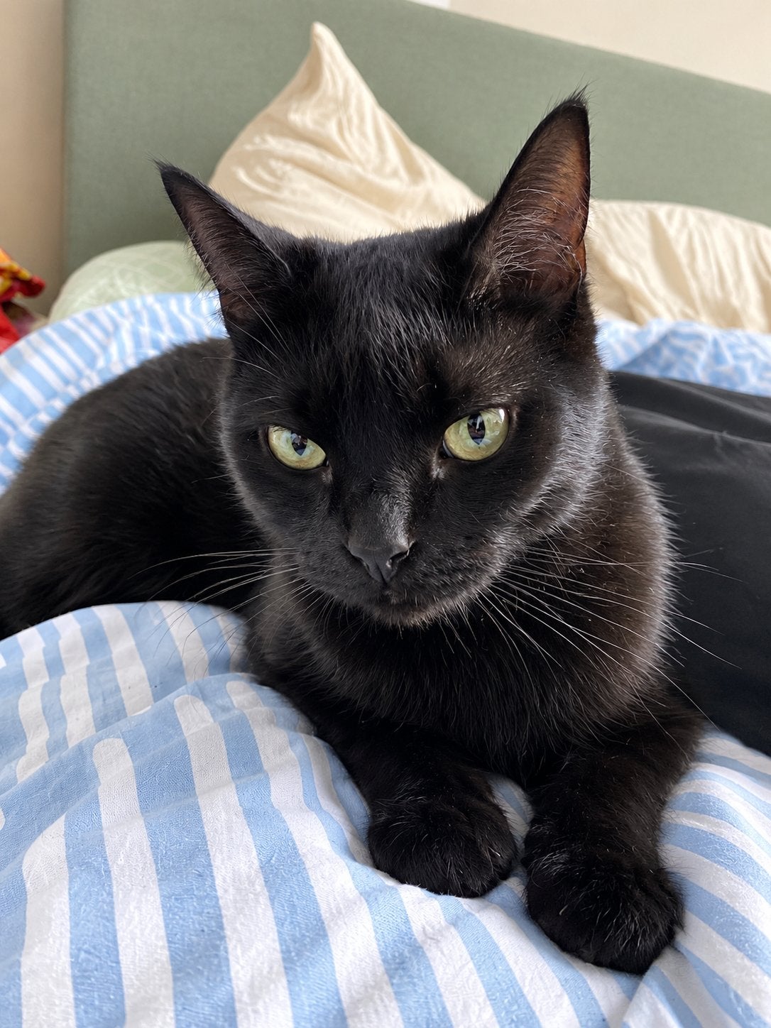 Mijn lieve kater Nala, zoekt liefdevol & blijvend huisje ️, 0 tot 2 jaar
