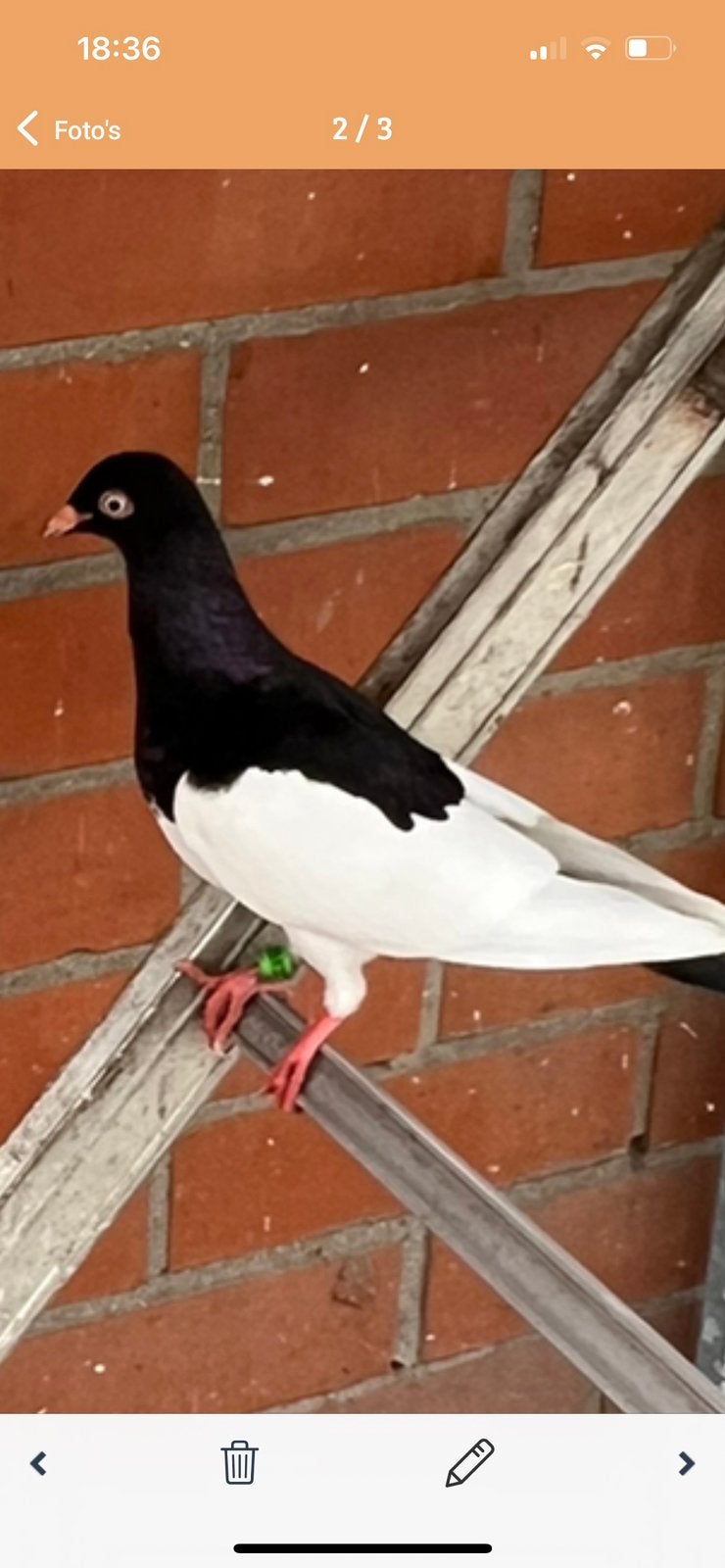 Eksterduiven  rood of zwart, Meerdere dieren, Overige soorten