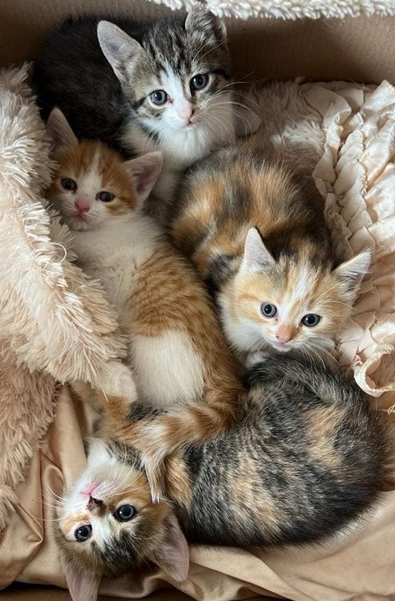💝Britse kh x europes kh 💝 4 prachtige lieve Kittens😻, Meerdere dieren