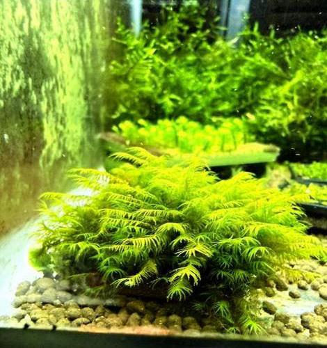 Fissidense fontanis long leaf moss., Dieren en Toebehoren, Ophalen of Verzenden, Zo goed als nieuw, Plant(en), Steen of Hout
