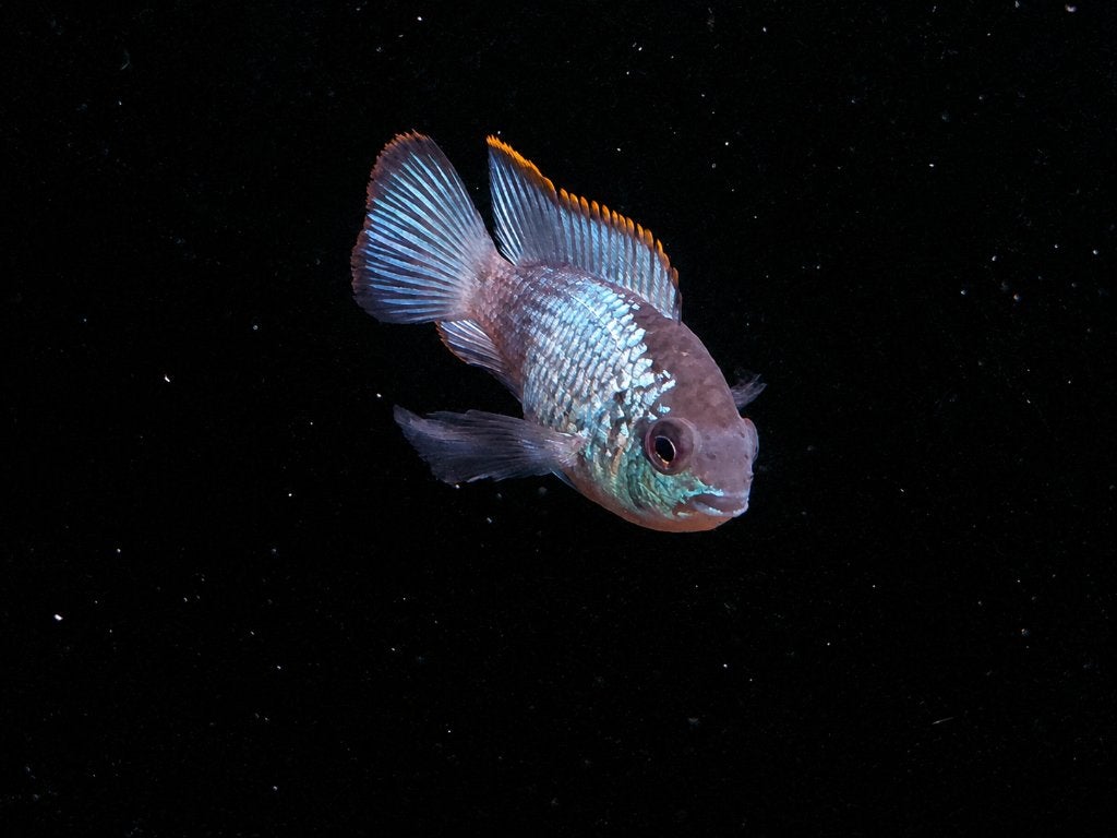 Blauwe Acara (Andinoacara pulcher), Dieren en Toebehoren, Vissen | Aquariumvissen, Vis, Zoetwatervis
