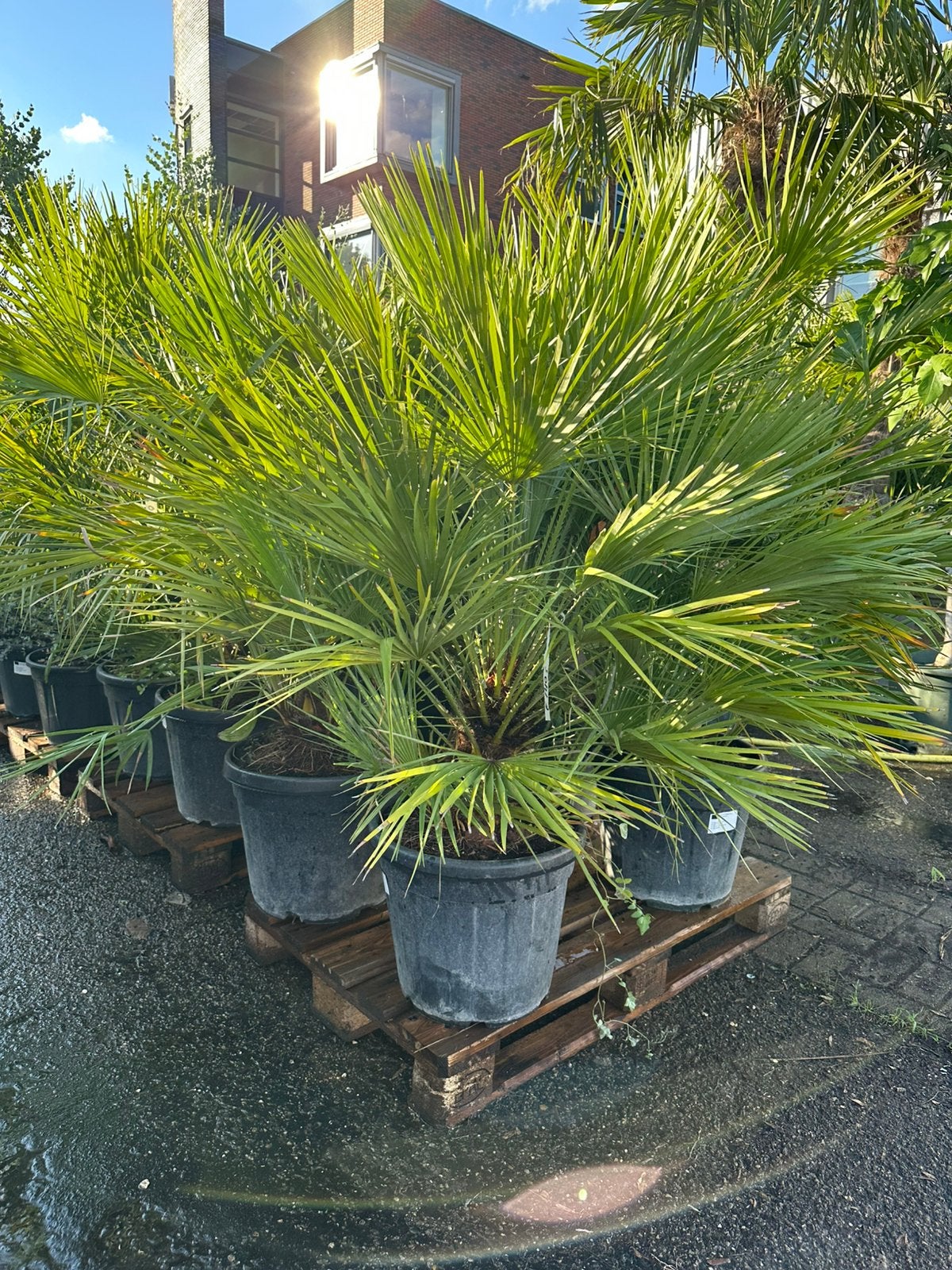 Chamearops palmen dwergpalm 50% korting, Tuin en Terras, Planten | Bomen, Ophalen of Verzenden