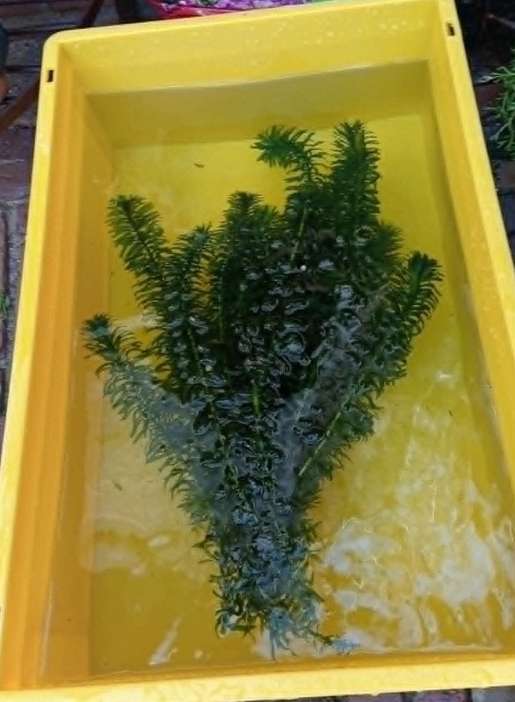 waterpest planten, Tuin en Terras, Vijvers, Ophalen of Verzenden, Zo goed als nieuw