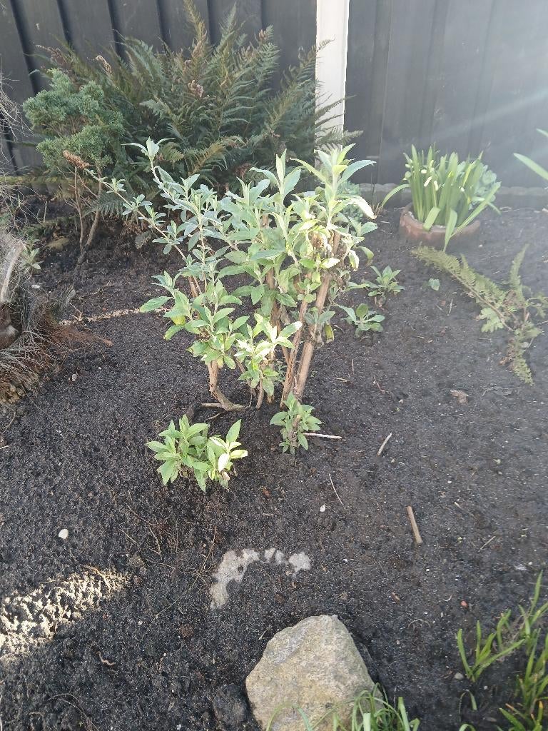 Planten  vlinderstuik, Tuin en Terras, Planten | Tuinplanten, Volle zon, Tweejarig, Zomer, Ophalen