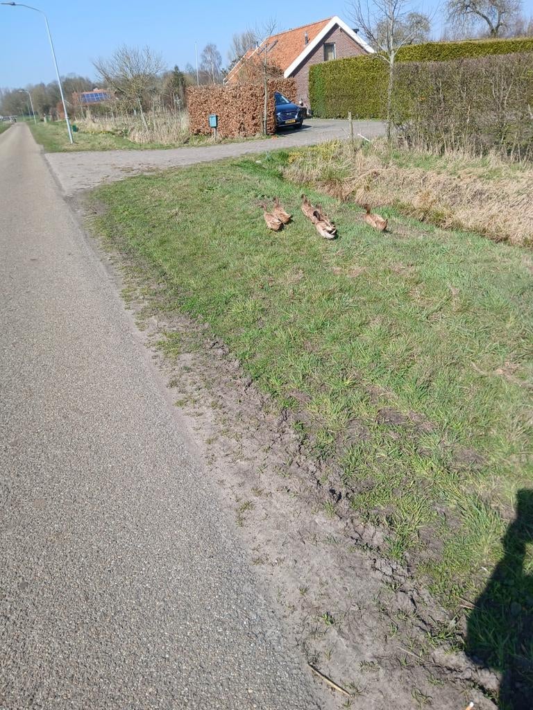 Broedeieren Khaki Cambell, Dieren en Toebehoren, Verzenden, Zo goed als nieuw