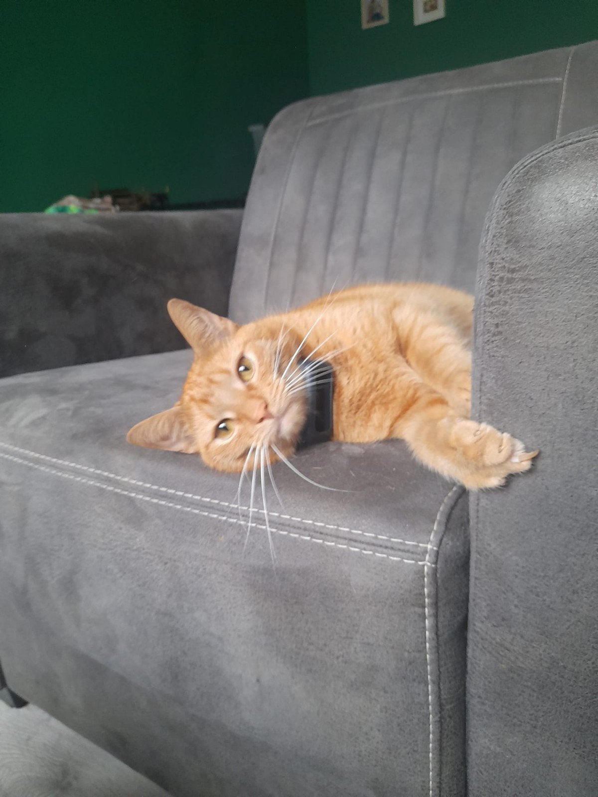 Rode kater van 5 jaar oud, Kater, Kortharig, 3 tot 5 jaar