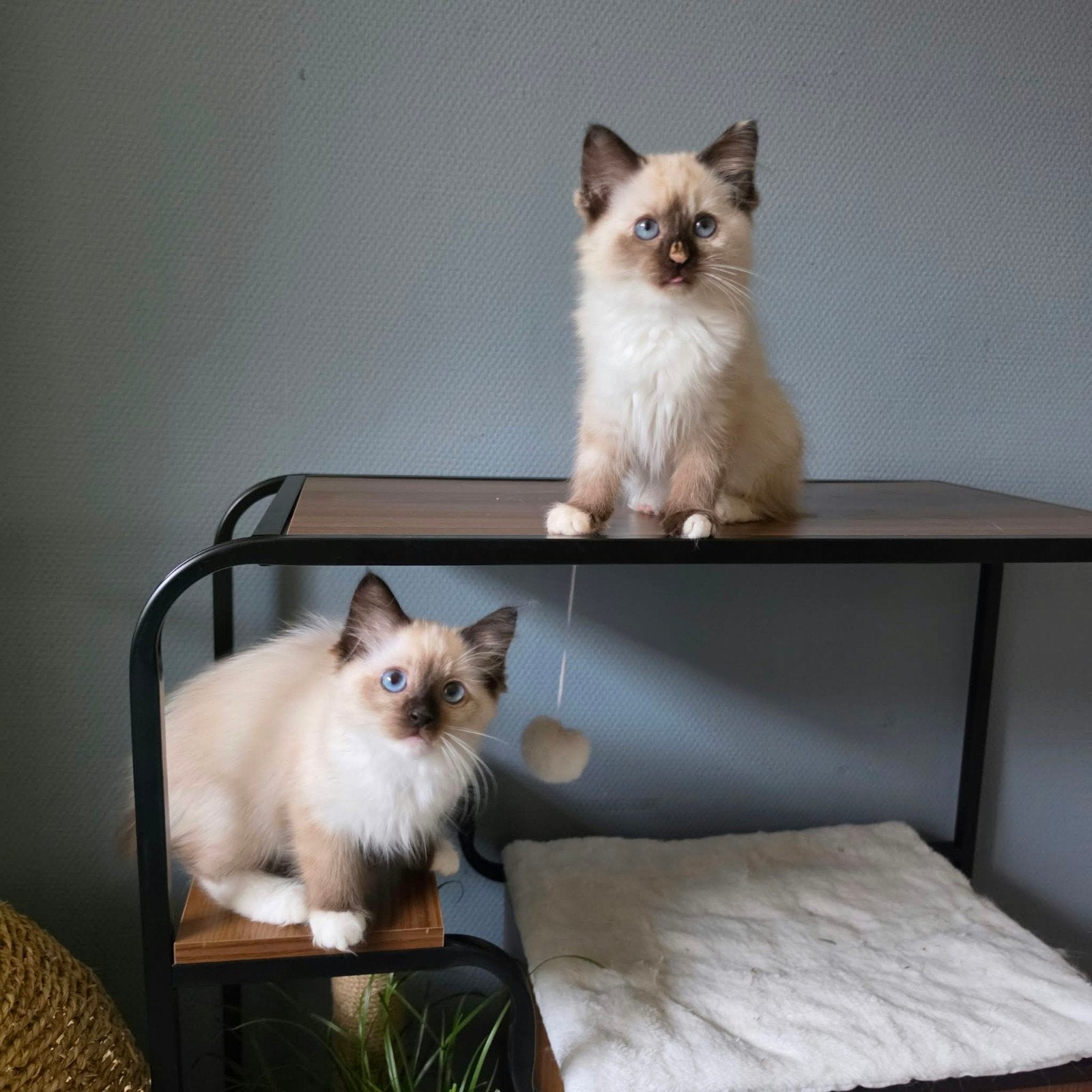 lieve mooie ragdoll kittens, Meerdere dieren