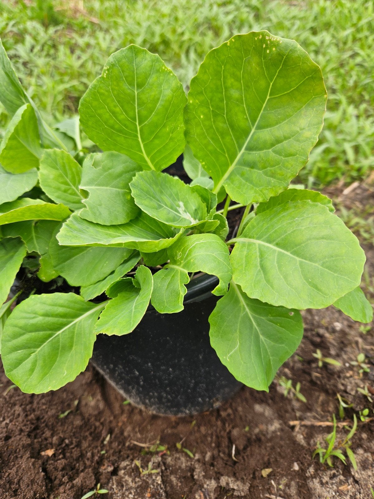 Spitskool plantjes, Tuin en Terras, Ophalen of Verzenden, Eenjarig, Groenteplanten, Volle zon
