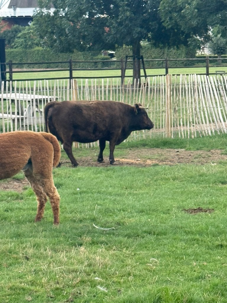 Prachtige Mini koe met stierkalf, Dieren en Toebehoren, Runderen, Meerdere dieren, 0 tot 2 jaar