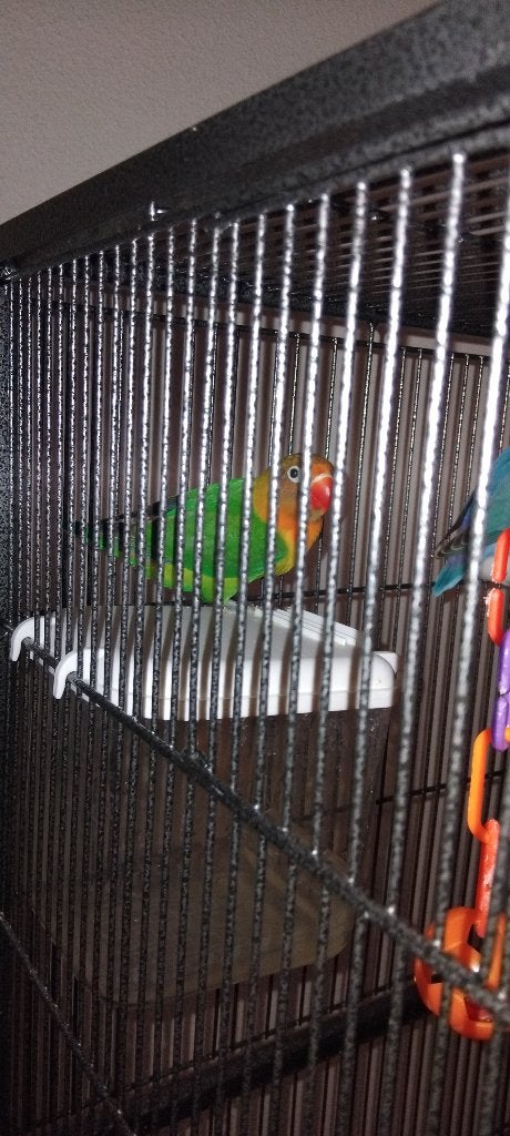 dwergpapegaai 3 maanden oud, Dieren en Toebehoren, Geslacht onbekend, Dwergpapegaai of Agapornis, Tam