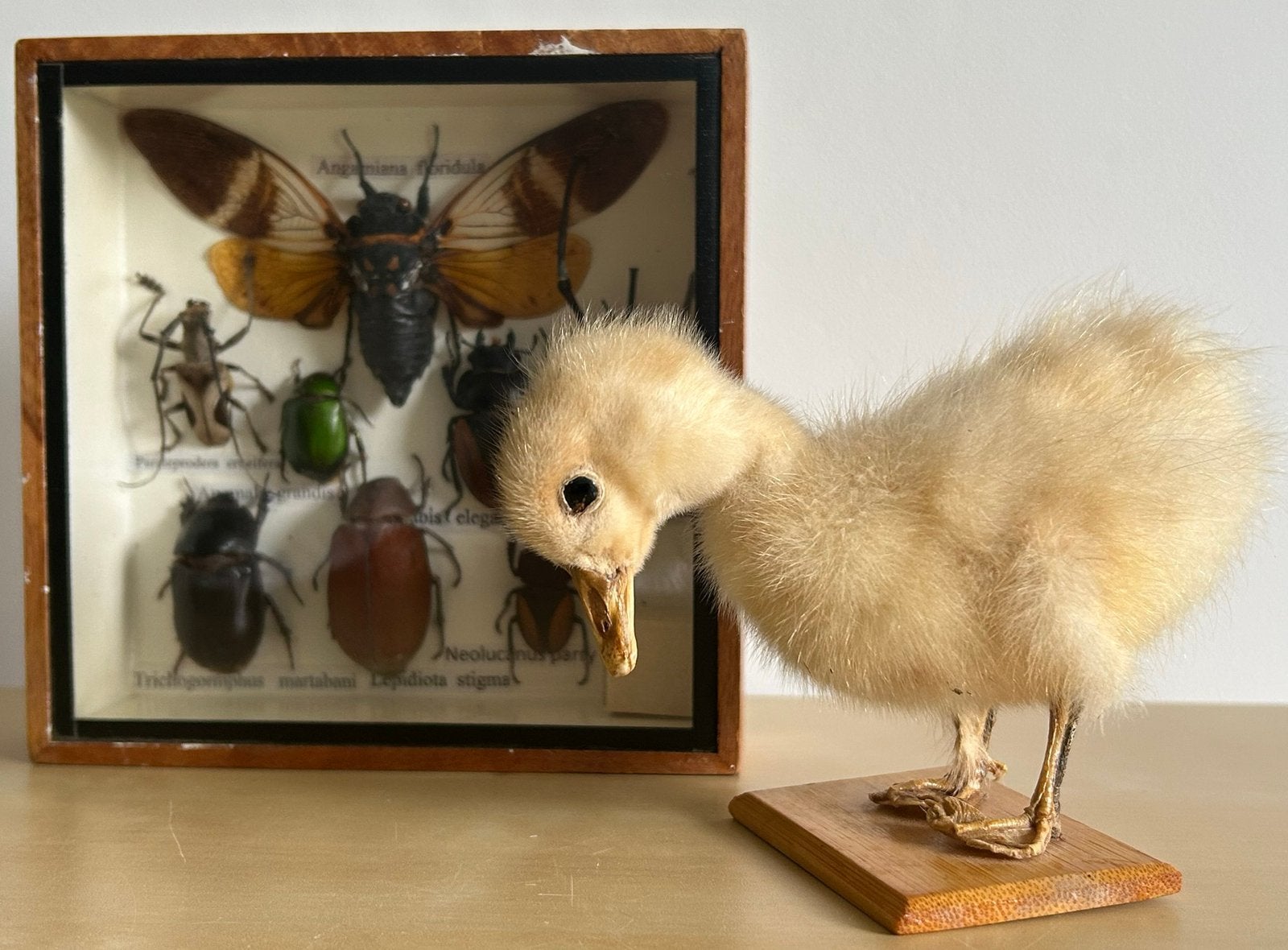 Taxidermie - eendenkuiken entomologie- tropische insecten, Verzenden, Zo goed als nieuw, Opgezet dier