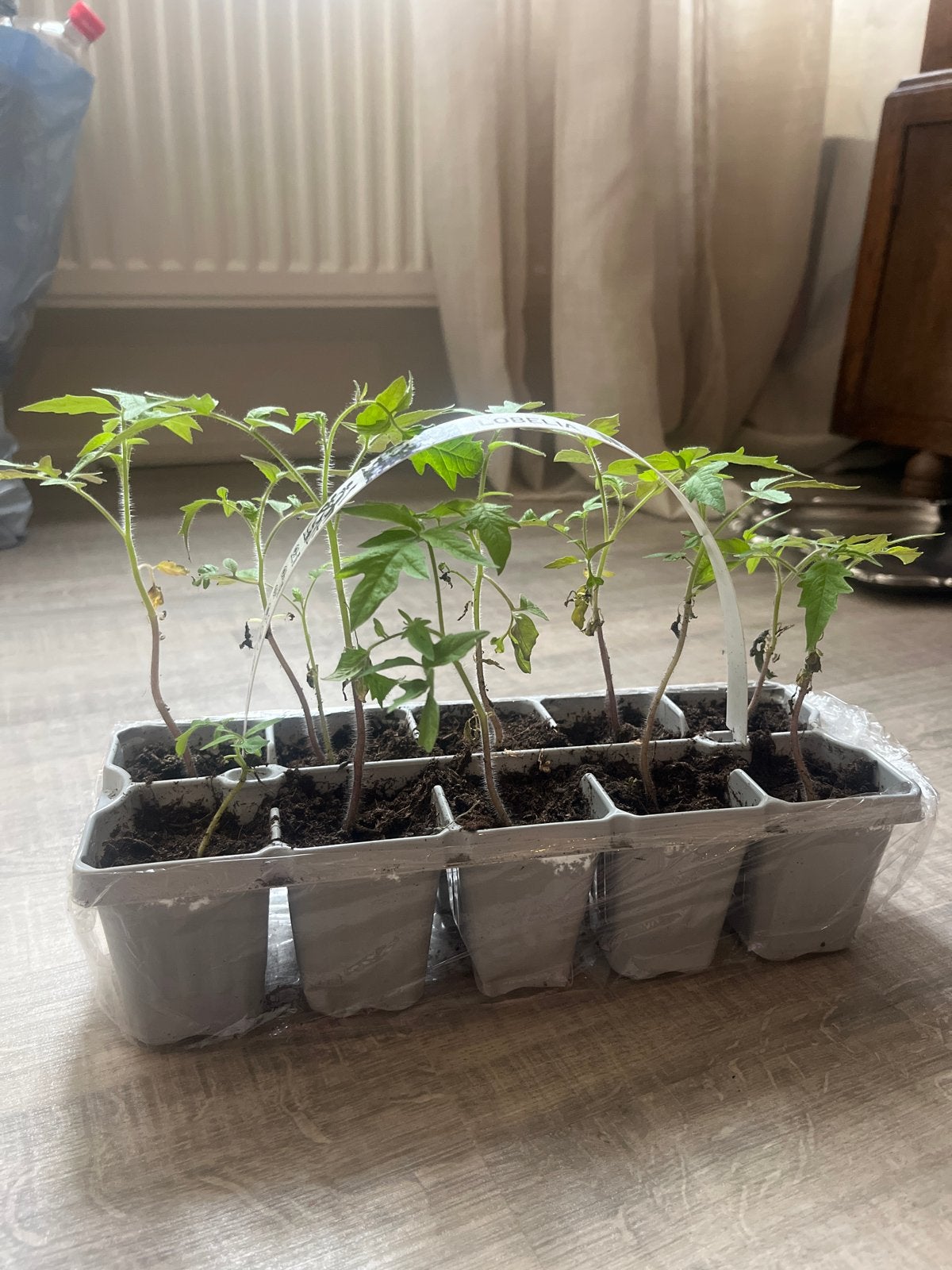 Coeur de Boeuf Tomaten Stekjes, Ophalen, Volle zon, Groenteplanten, Eenjarig