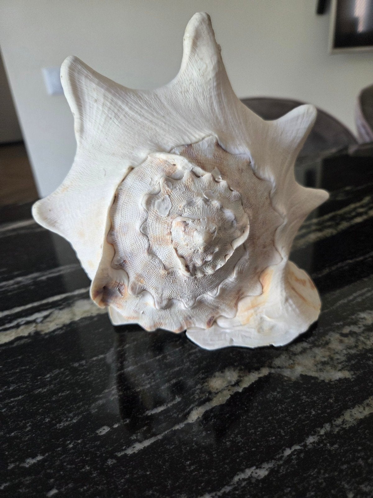 grote Cassis cornuta helmschelp, Ophalen of Verzenden, Zo goed als nieuw