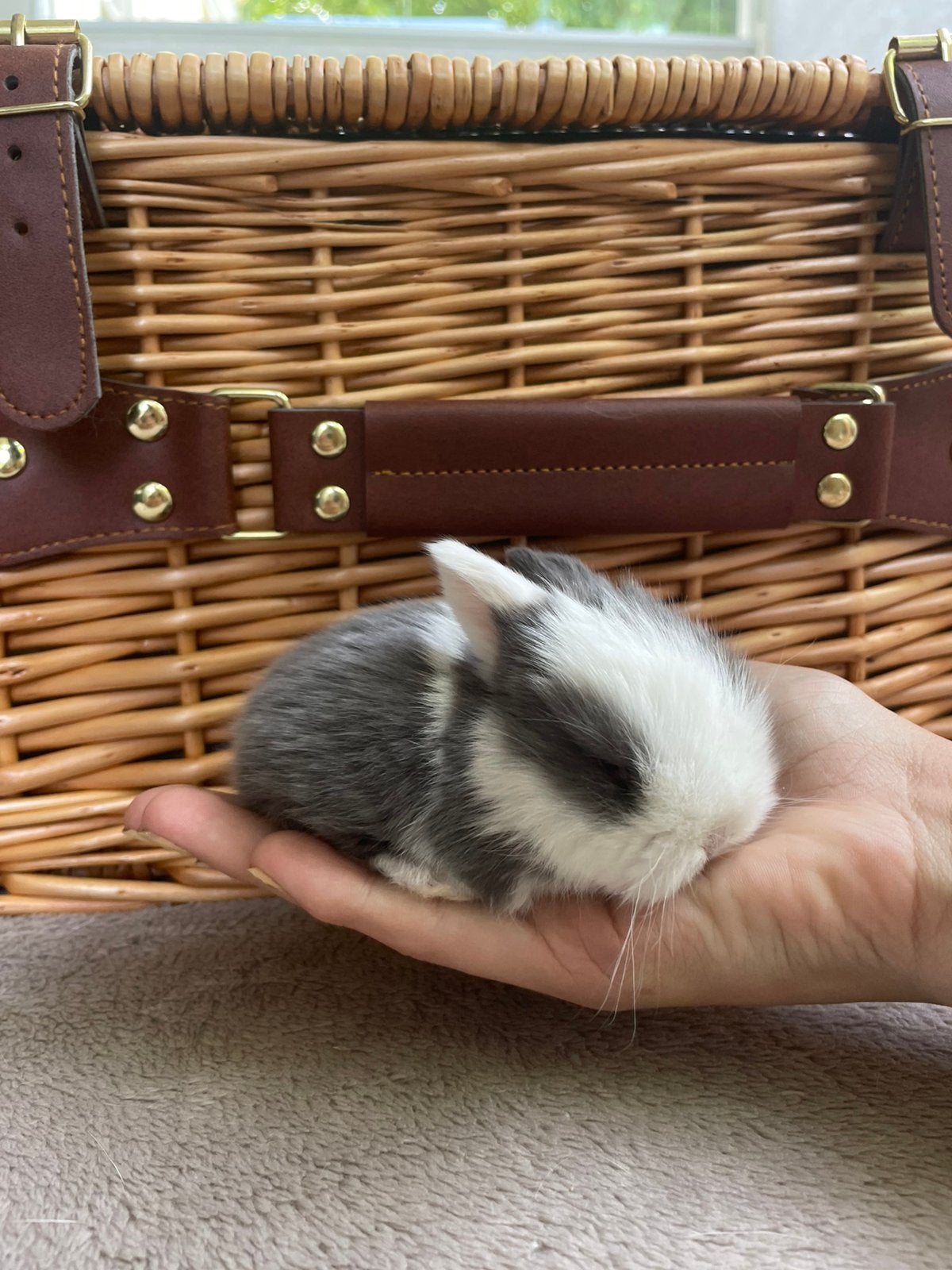 Minilopjes beschikbaar, Dieren en Toebehoren, Konijnen, Mannelijk, Klein, Hangoor, 0 tot 2 jaar