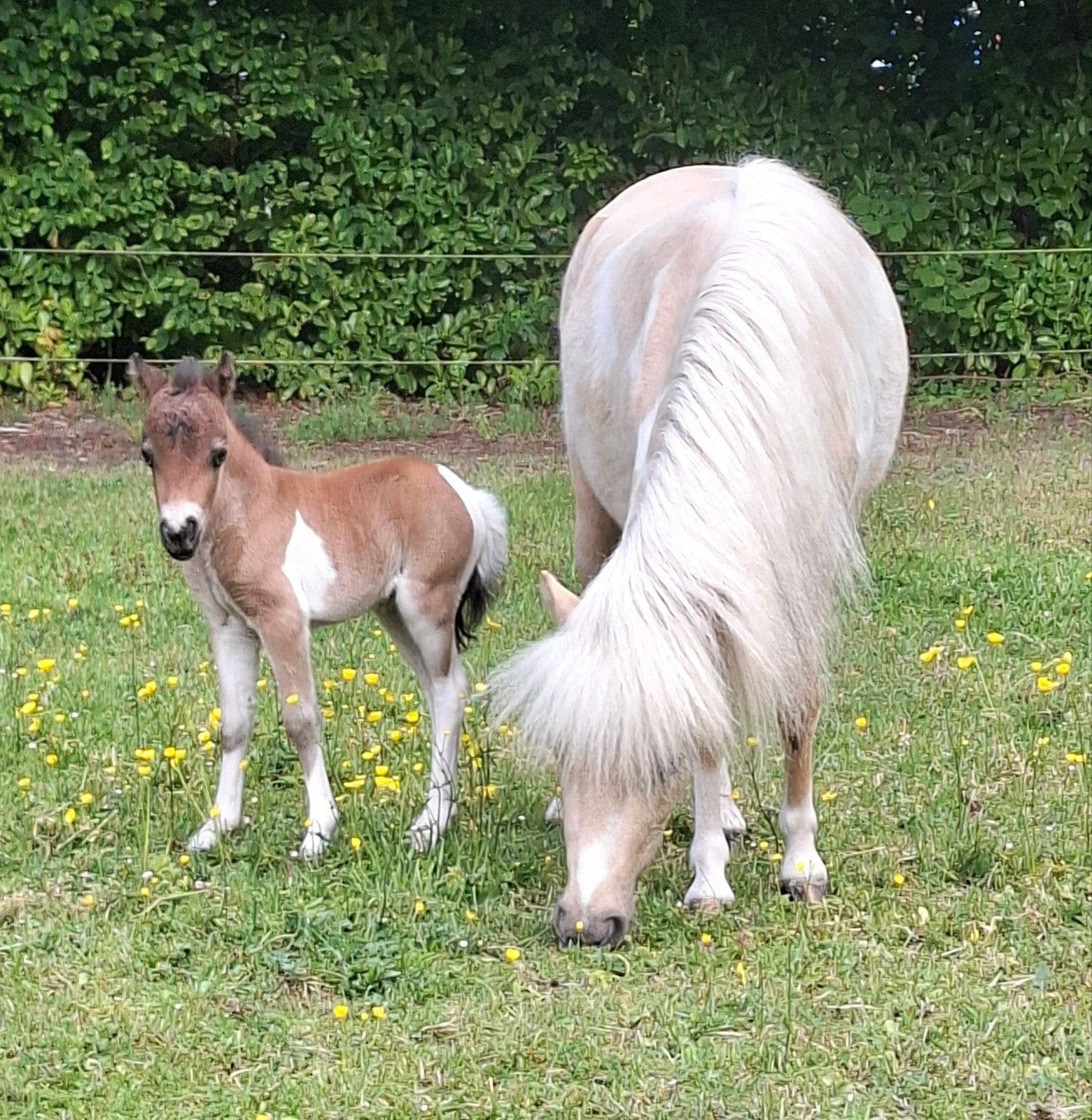Diverse minipaarden te koop (nmprs), Dieren en Toebehoren, Hengst, A pony (tot 1.17m), Ontwormd, 0 tot 2 jaar
