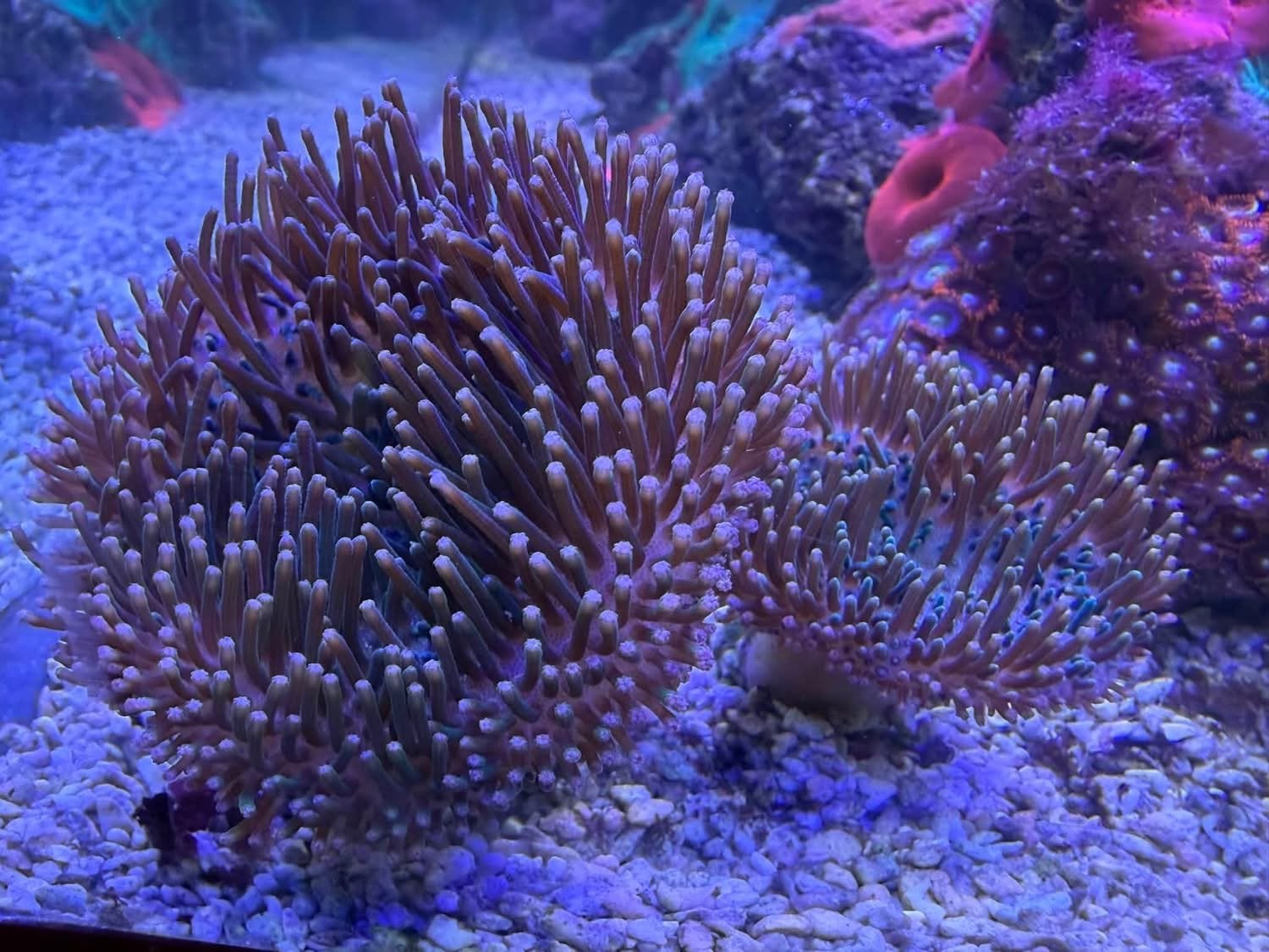 Leder paddenstoelen, Dieren en Toebehoren, Vissen | Aquariumvissen, Overige typen, Zoutwatervis