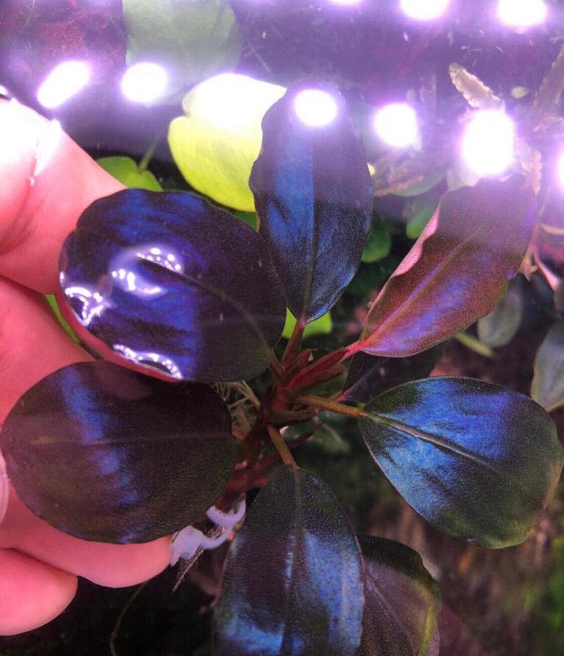 Bucephalandra Persephone, Dieren en Toebehoren, Ophalen of Verzenden, Plant(en), Steen of Hout