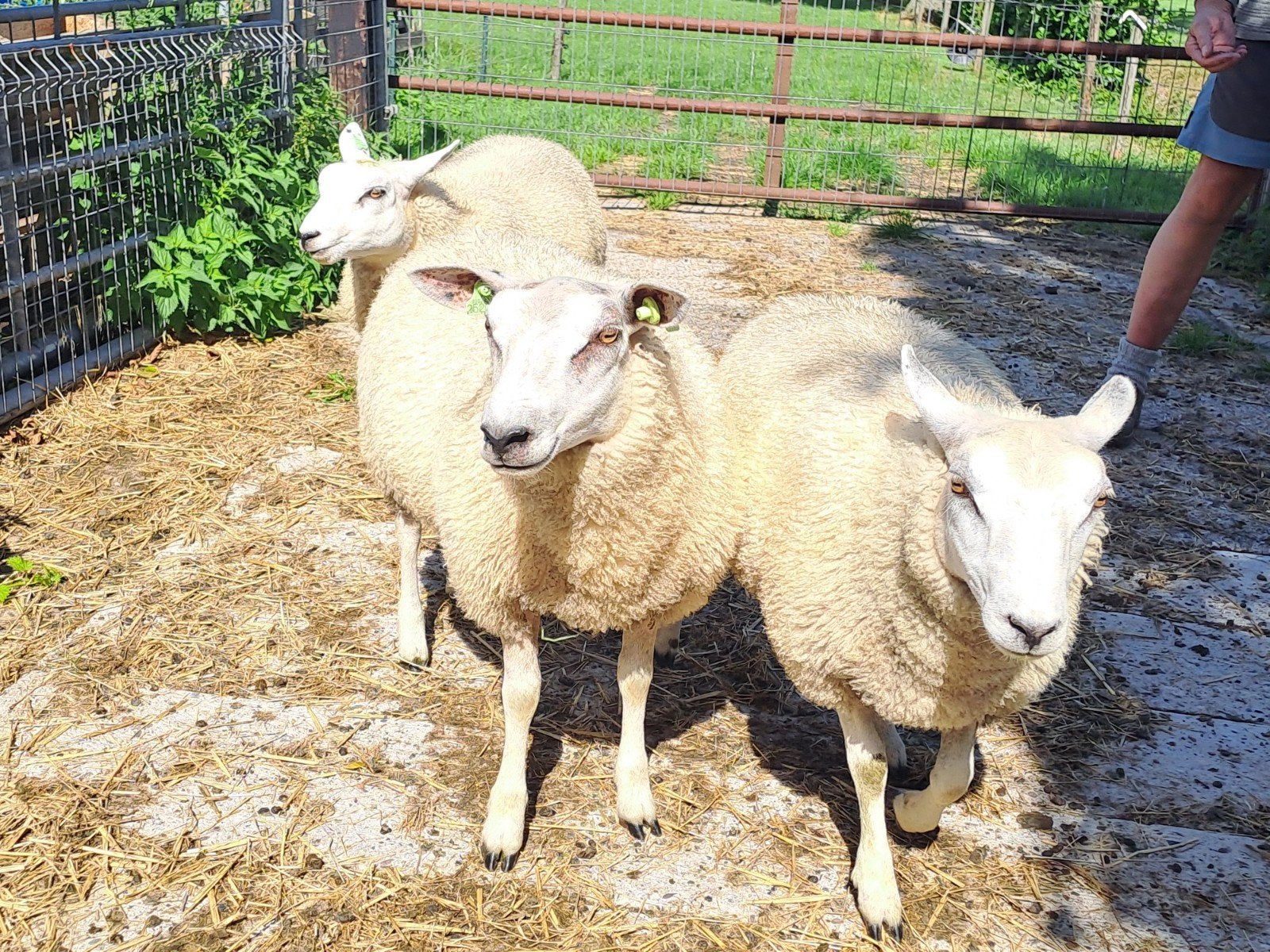 3 witte ooilammeren, Vrouwelijk, Schaap, 0 tot 2 jaar