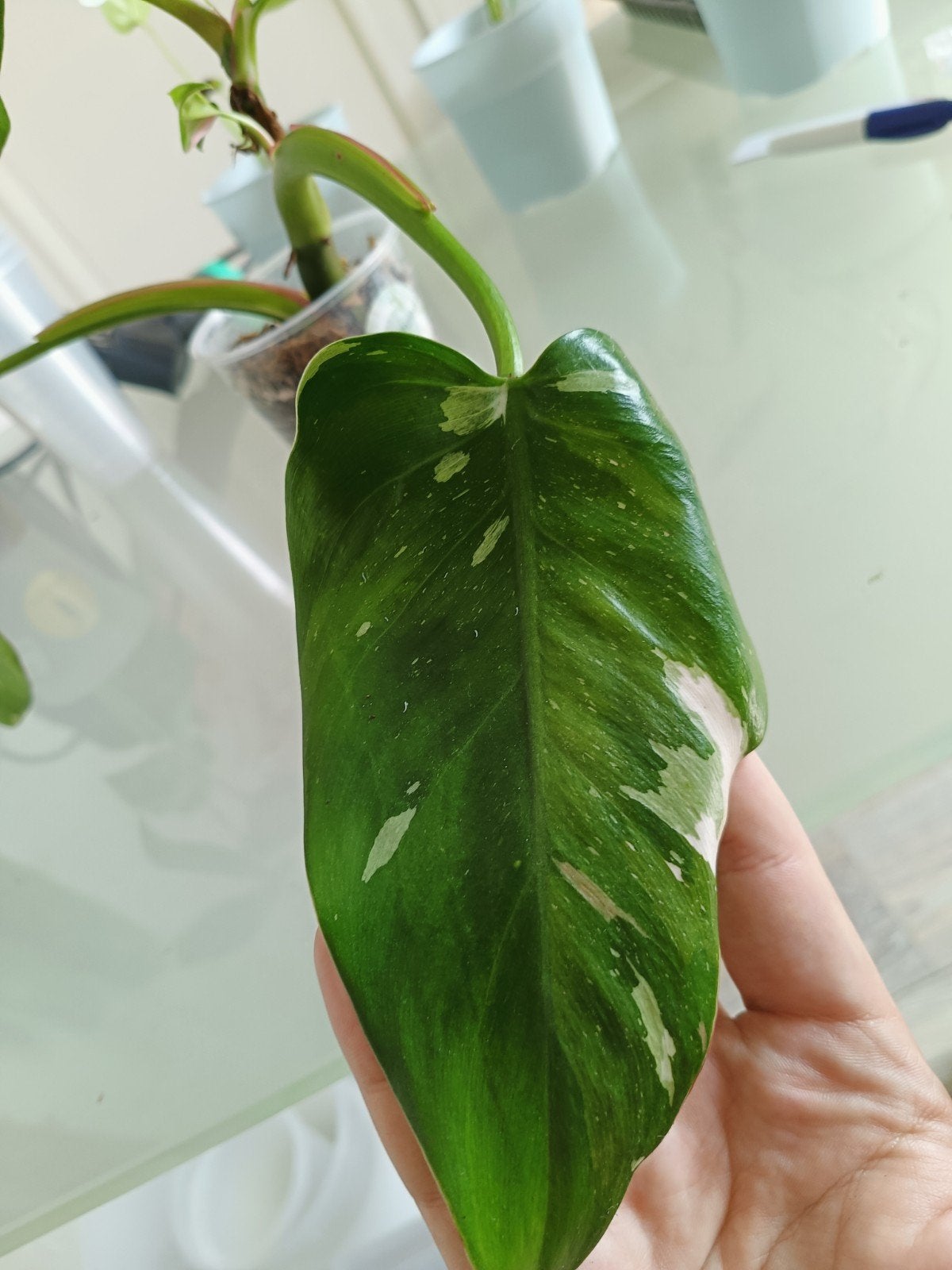 Philodendron fresh aurea tricolor, Huis en Inrichting, Kamerplanten, Ophalen of Verzenden
