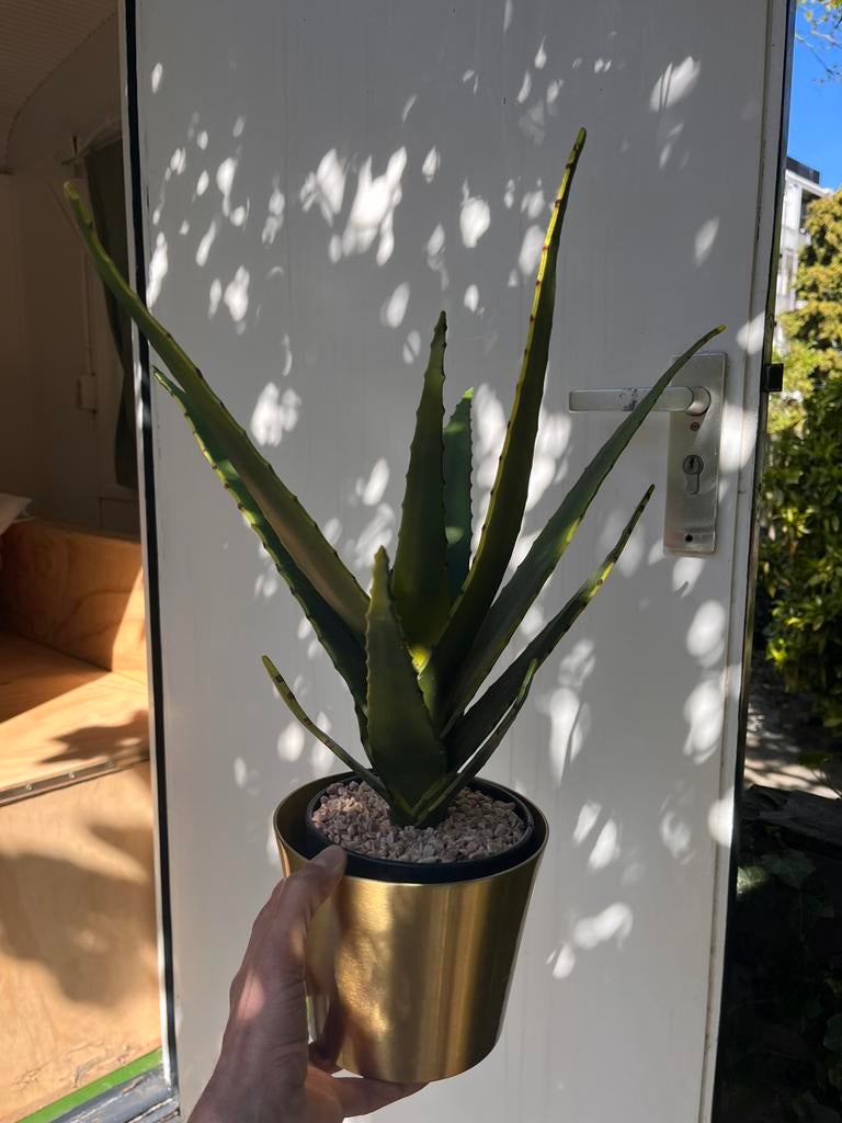 Nep plant plus pot, Ophalen, Halfschaduw, Minder dan 100 cm