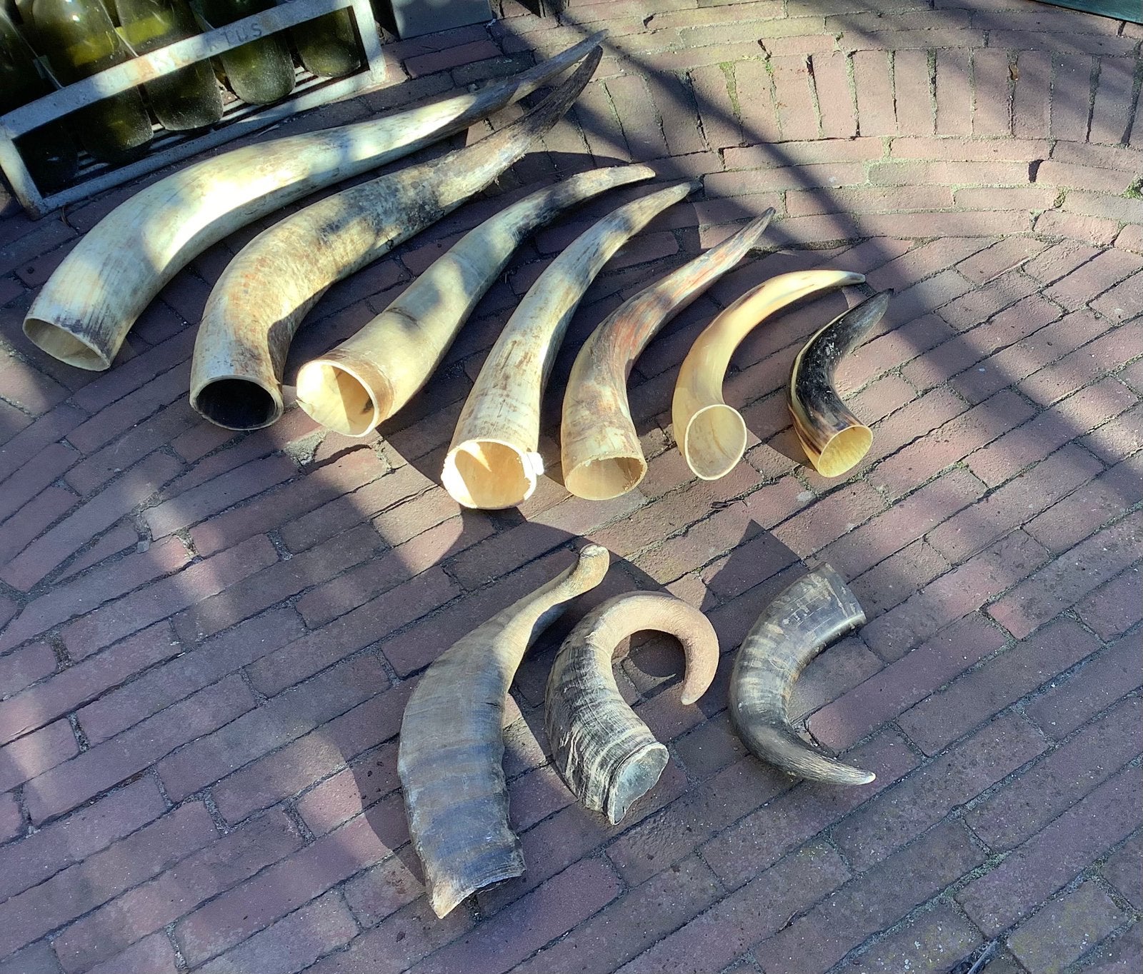Horens van runderen (van been), Ophalen